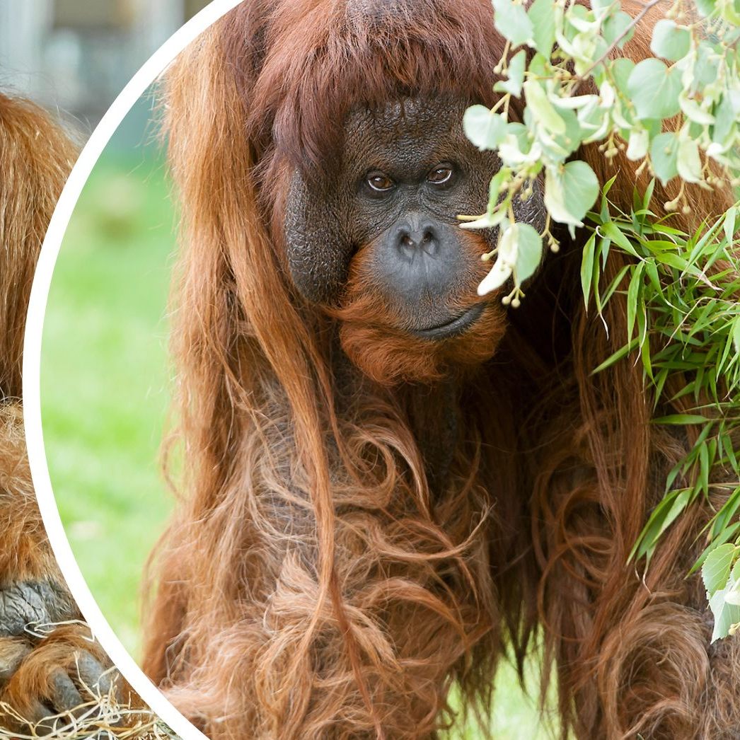 Im Wiener Tiergarten Schönbrunn musste Orang-Utan-Männchen "Vladimir" eingeschläfert werden.