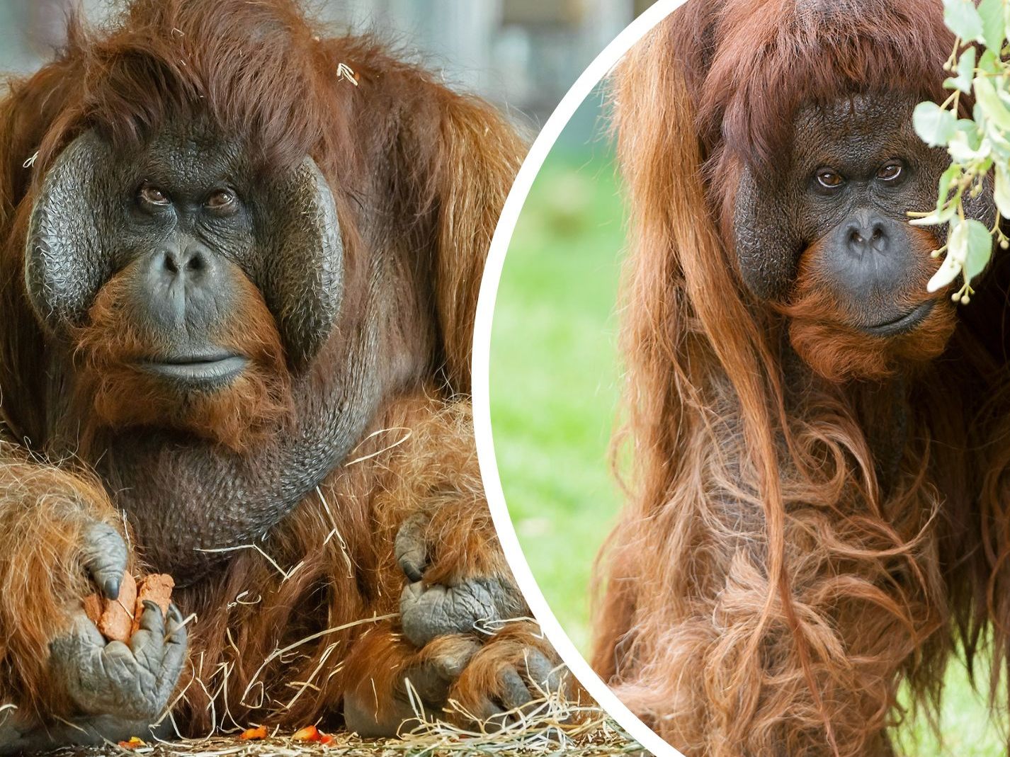 Im Wiener Tiergarten Schönbrunn musste Orang-Utan-Männchen "Vladimir" eingeschläfert werden. Im Wiener Tiergarten Schönbrunn musste Orang-Utan-Männchen "Vladimir" eingeschläfert werden.