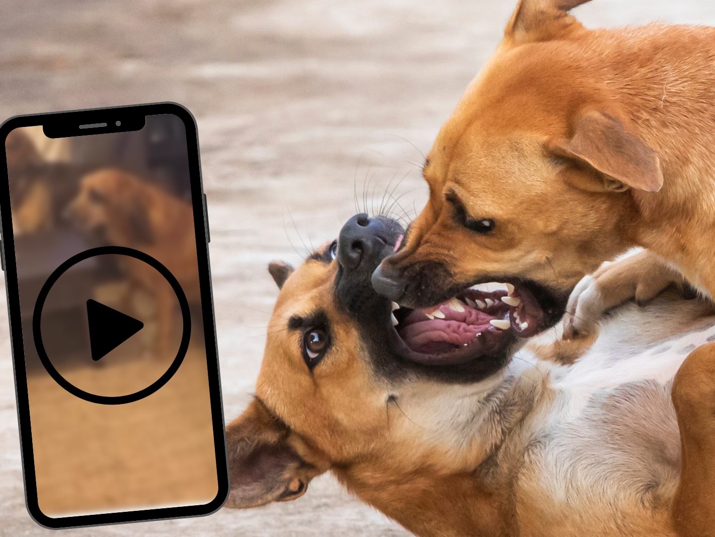 Dieser Hund ist ziemlich frech. (Symbolbild)