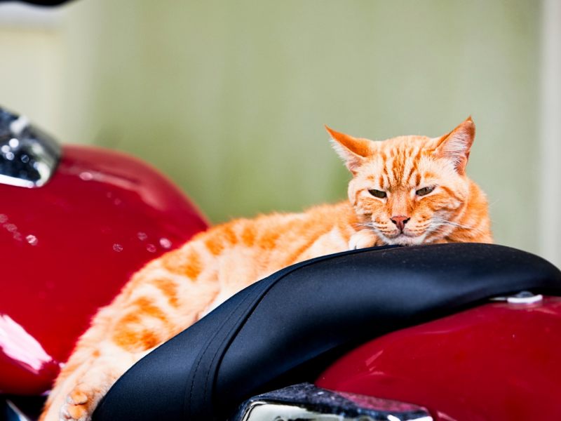 Natürlich mit Helm: Diese Katze ist ein waschechter Biker - Video des