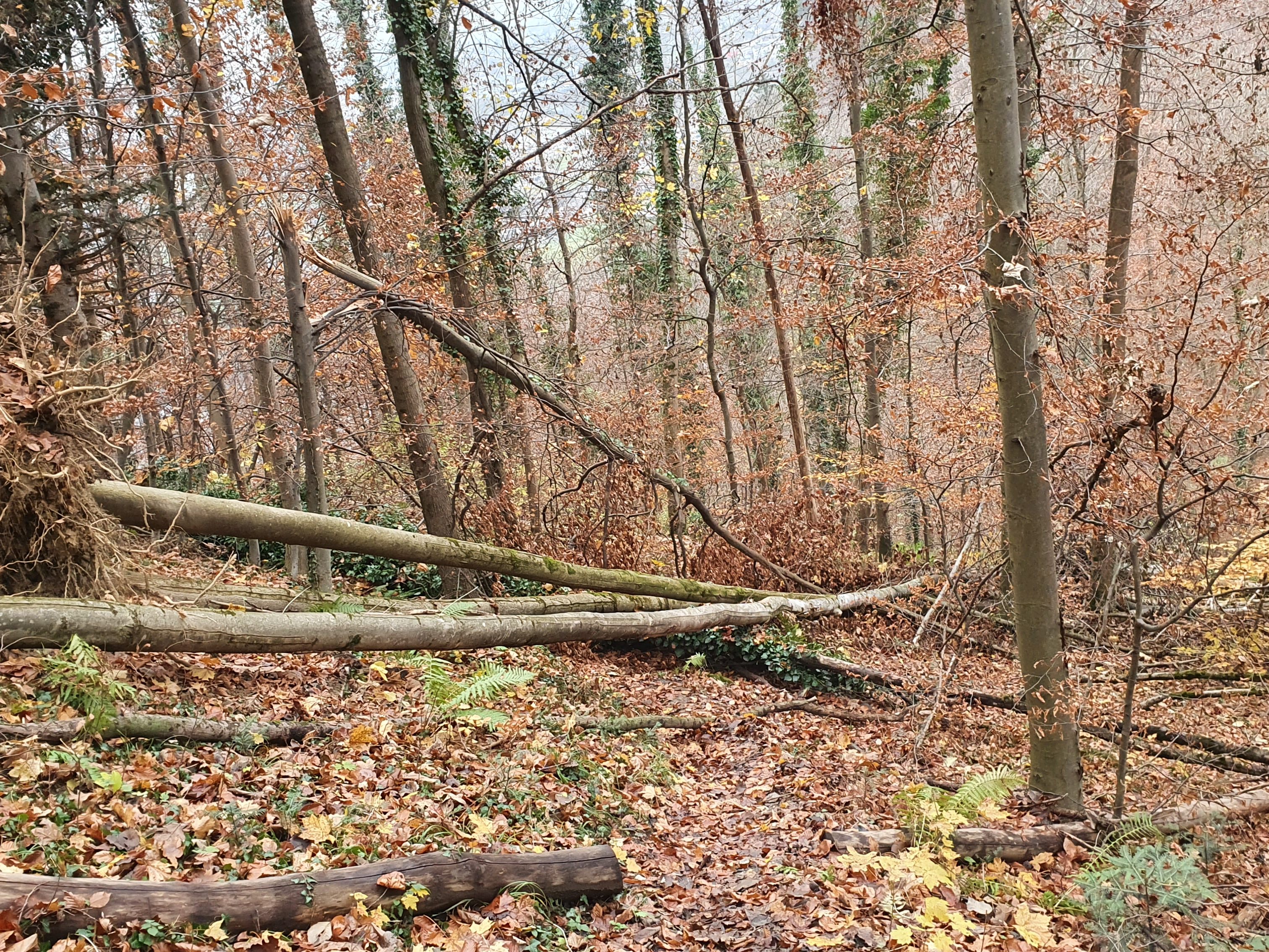 Der Schadwurf im Bereich des Wanderwegs