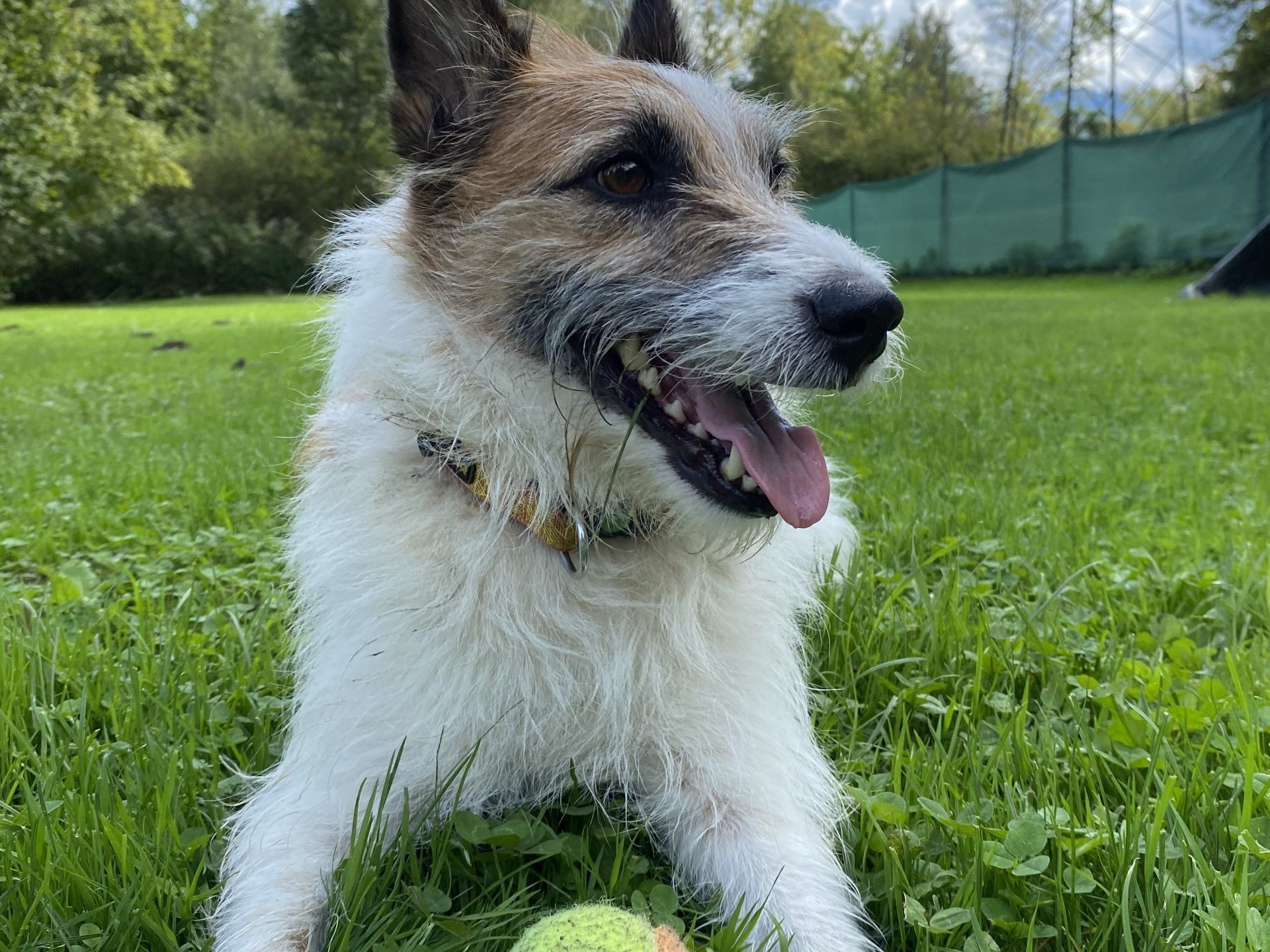 Kalle ist ein fröhlicher AllroundBegleiter V+ VOL.AT