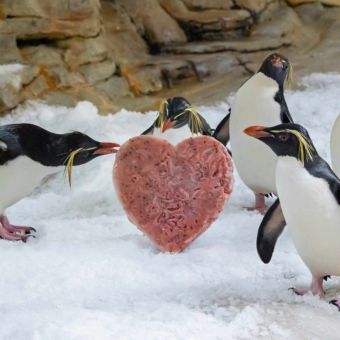 Krebstierchen wurden laut Wiener Tiergarten Schönbrunn in Herzform eingefroren.