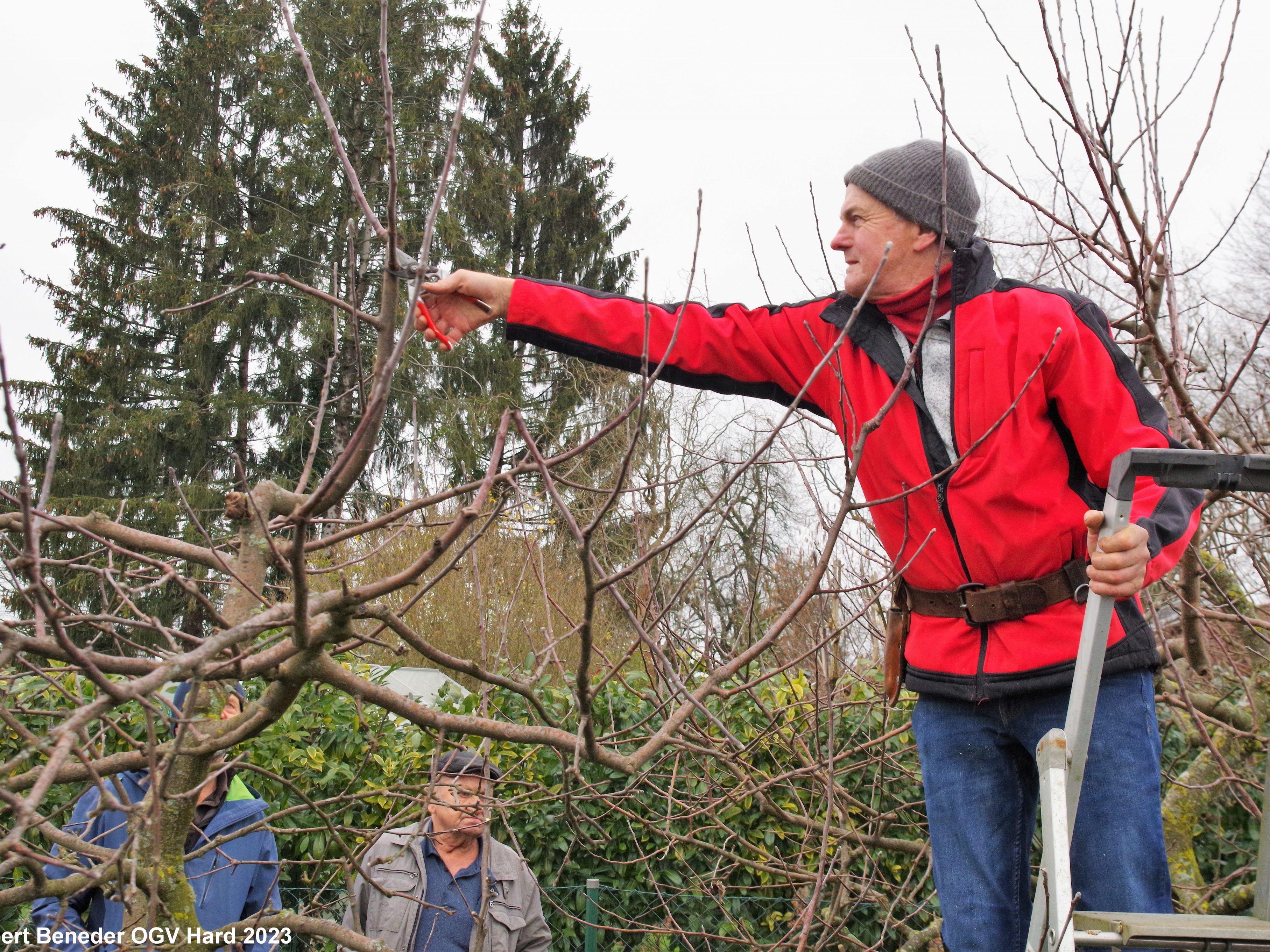 Winterschnittkurs des Obst- und Gartebauvereins Hard