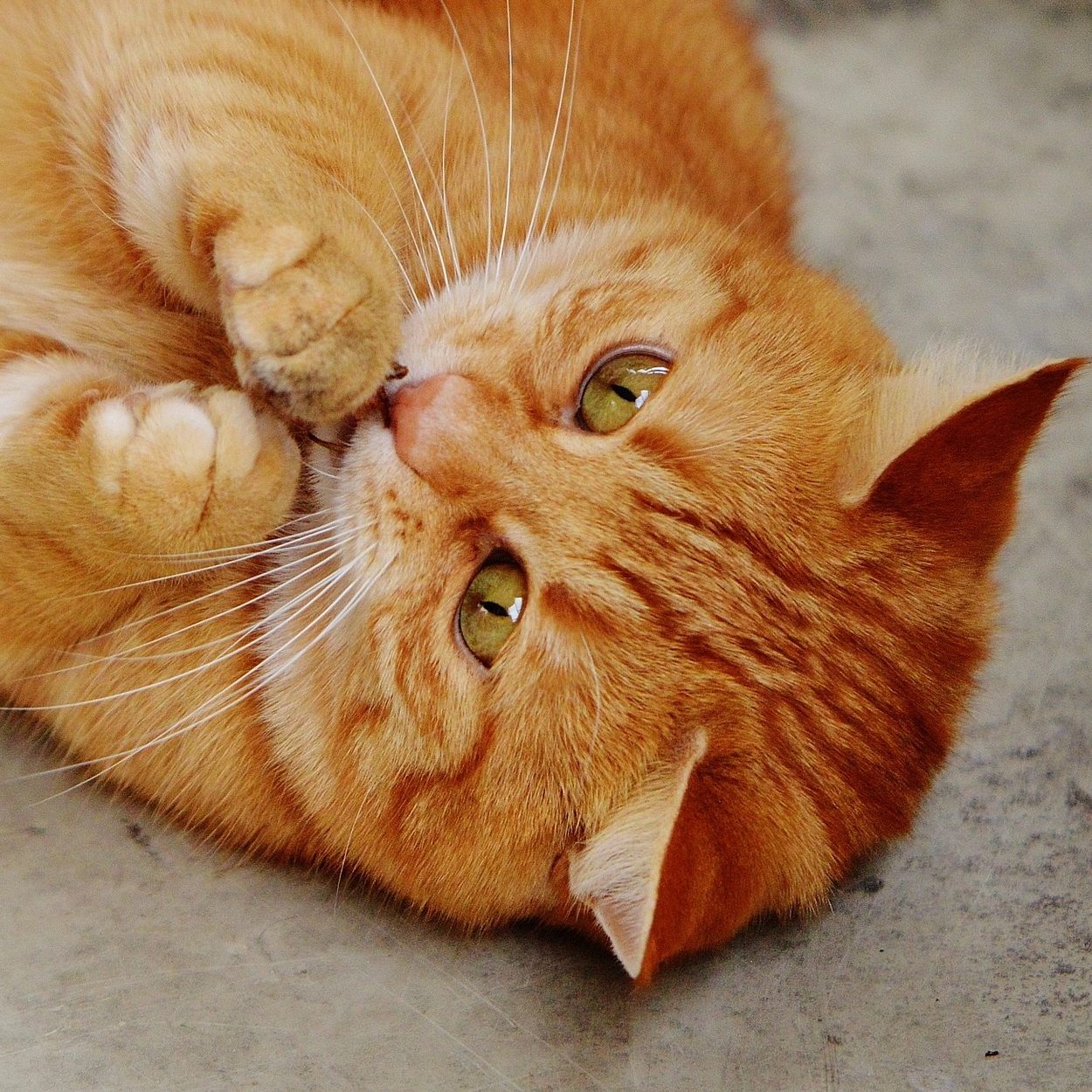 So lange sollte man täglich mit seiner Hauskatze spielen.