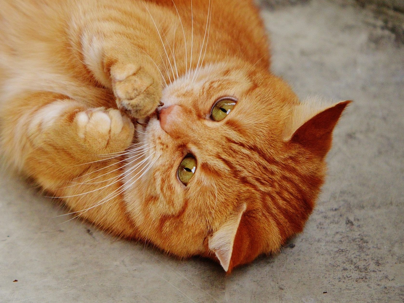 So lange sollte man täglich mit seiner Hauskatze spielen. So lange sollte man täglich mit seiner Hauskatze spielen.