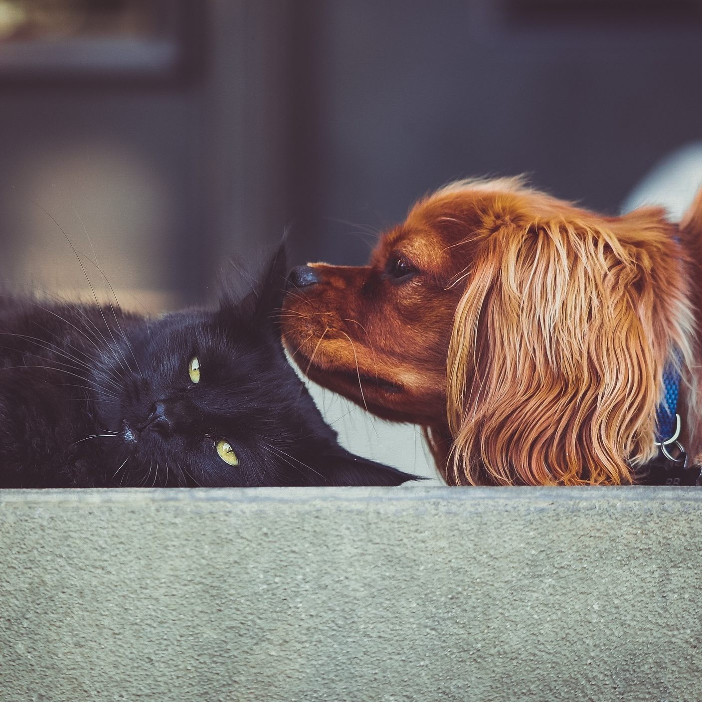 Die Österreicher sparen trotz der Inflation nicht bei ihren Haustieren.