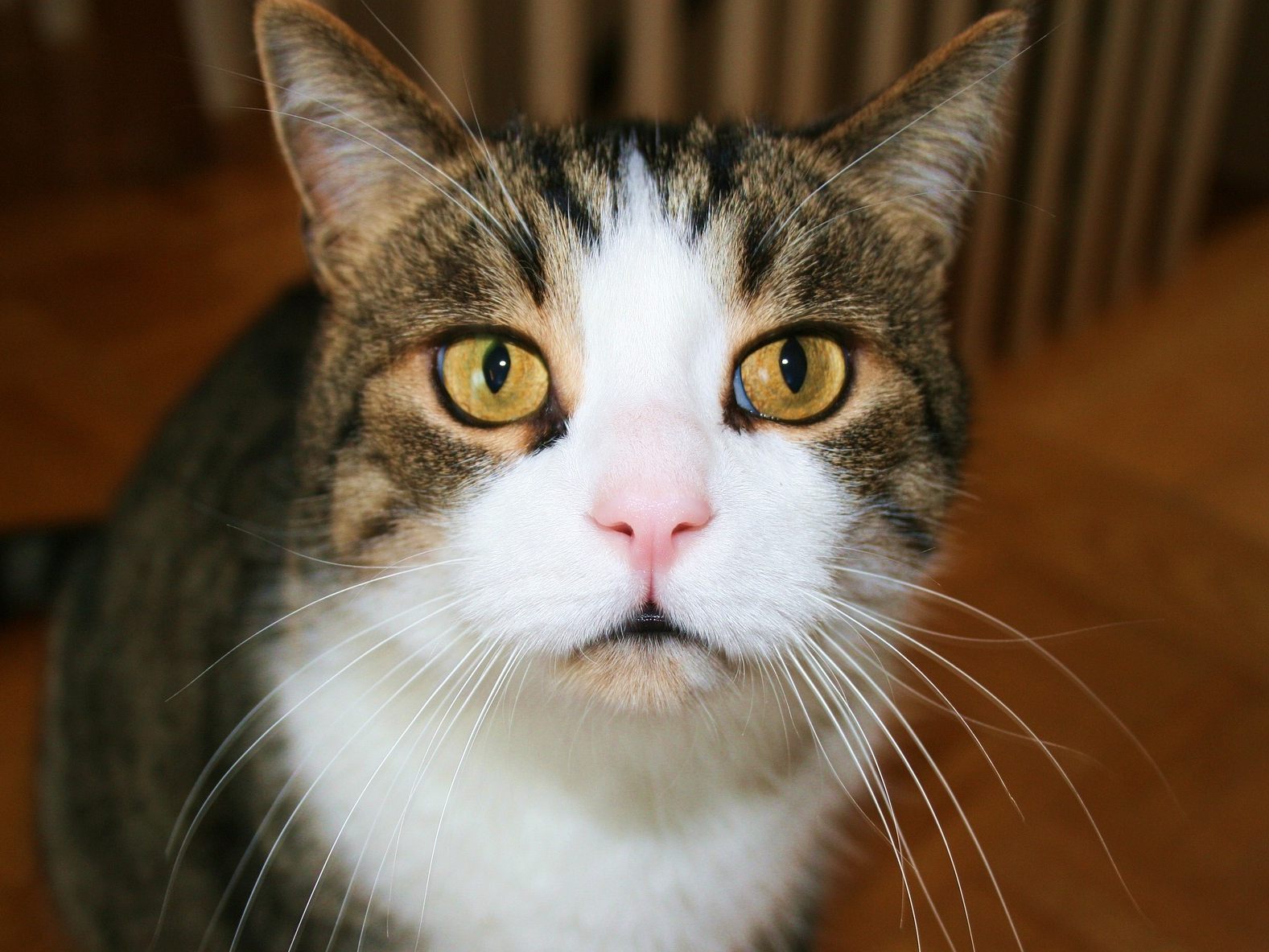 Darum starrt dich deine Katze an.