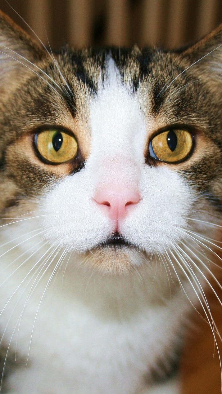 Darum starrt dich deine Katze an.