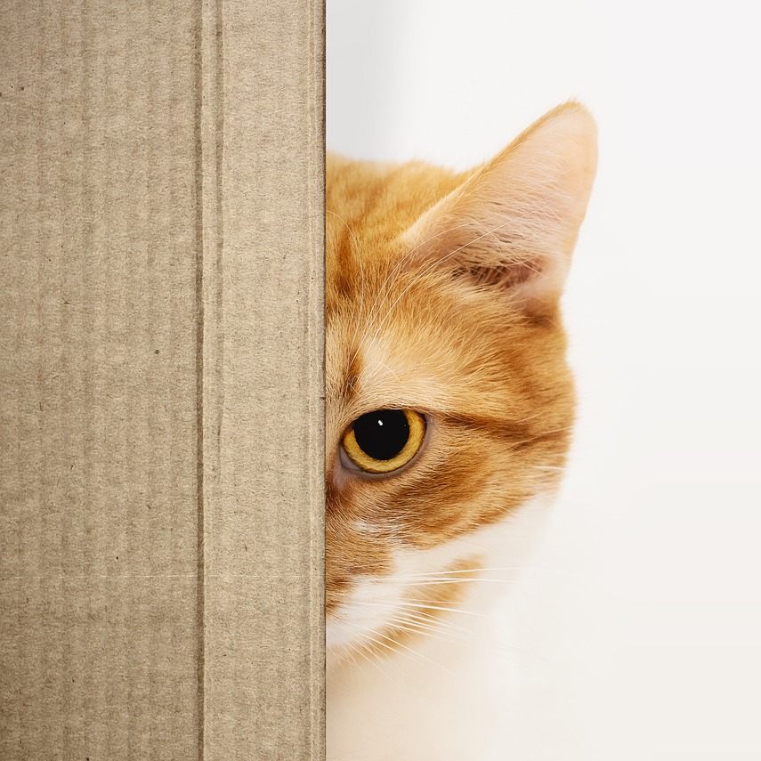 Zwei Katzen wurden ausgesetzt in einem Karton gefunden.