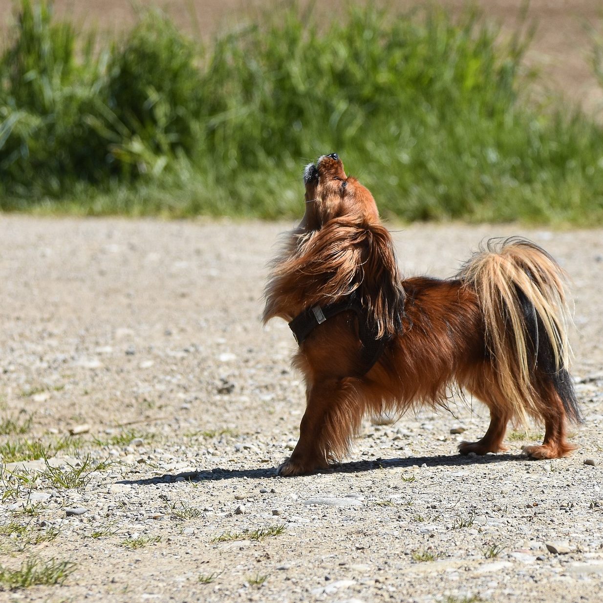 Durch die Nähe zum Menschen heulen unsere Hunde nicht mehr wie Wölfe.