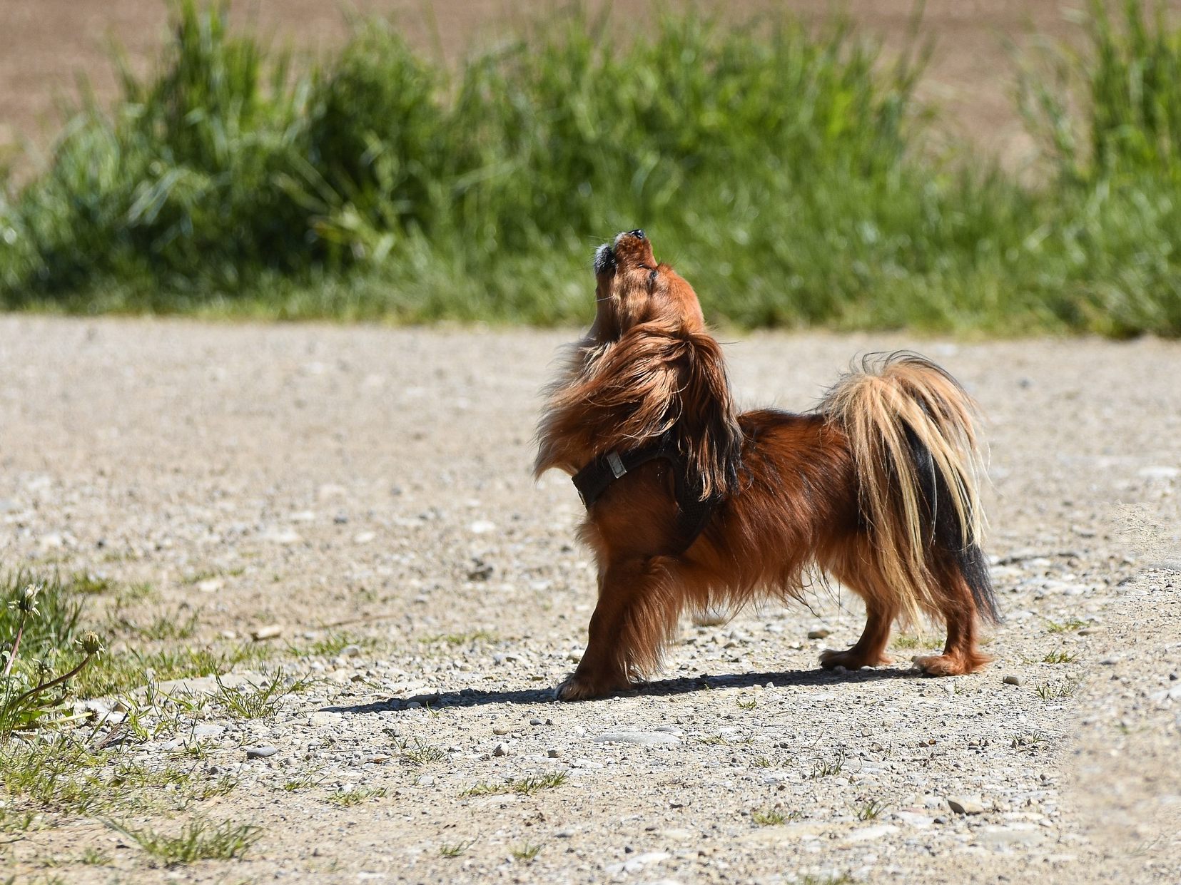 Durch die Nähe zum Menschen heulen unsere Hunde nicht mehr wie Wölfe. Durch die Nähe zum Menschen heulen unsere Hunde nicht mehr wie Wölfe.