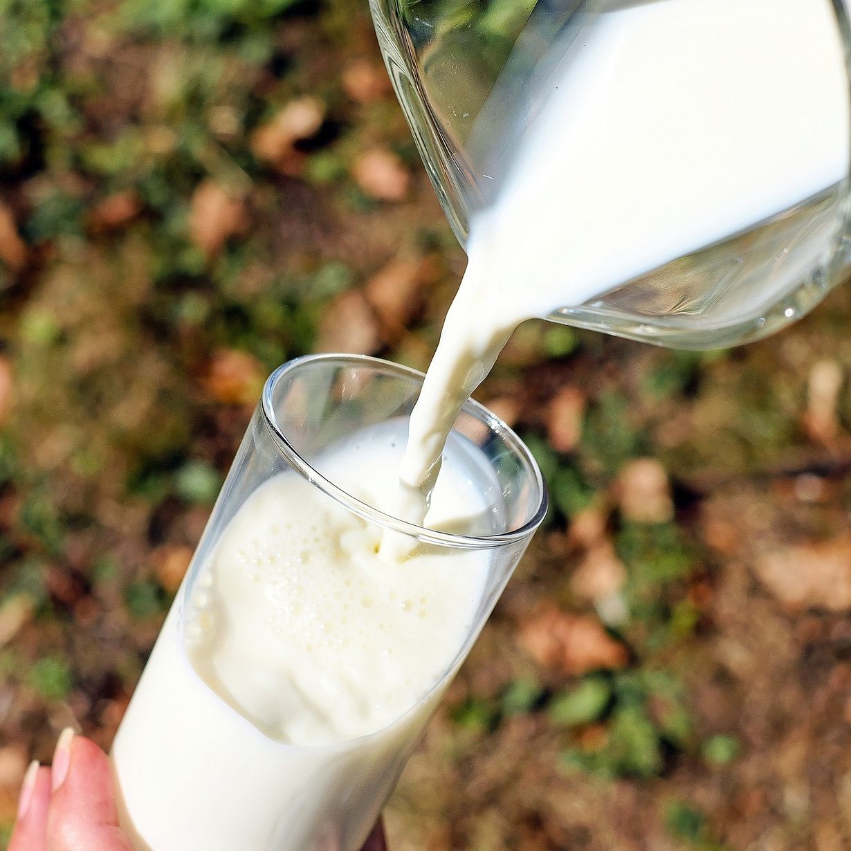 Heumilch wird für Bauern zu einem wichtigen Wirtschaftsfaktor.