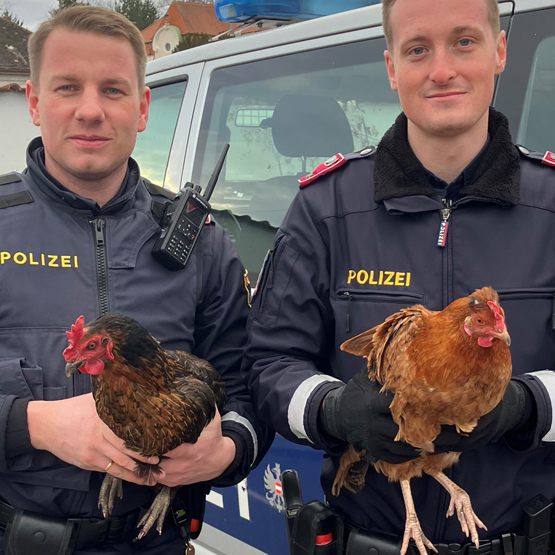 Die Polizisten konnten gemeinsam mit Passanten die Hühner einfangen.