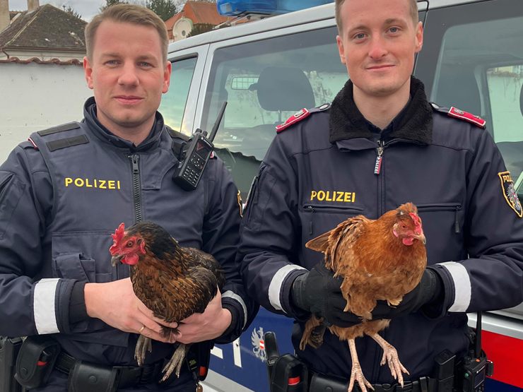 Die Polizisten konnten gemeinsam mit Passanten die Hühner einfangen.