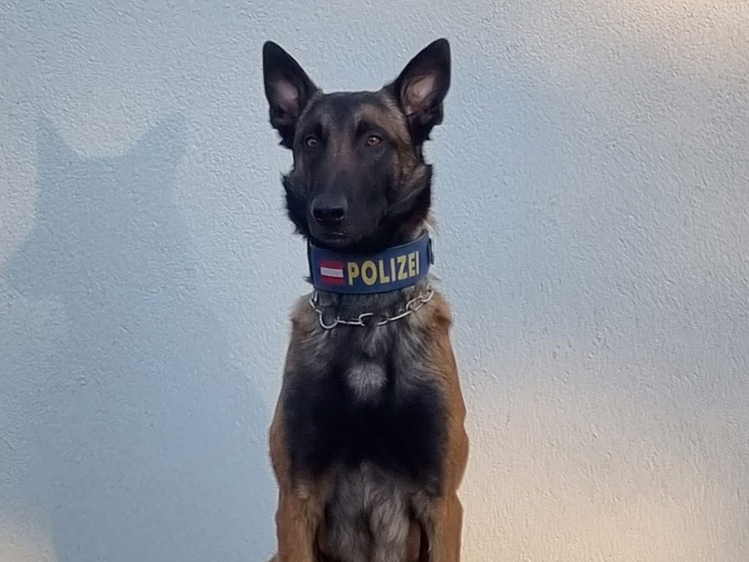 Polizeihund "Chase" stöberte einen der Einbrecher in Wien-Döbling auf.