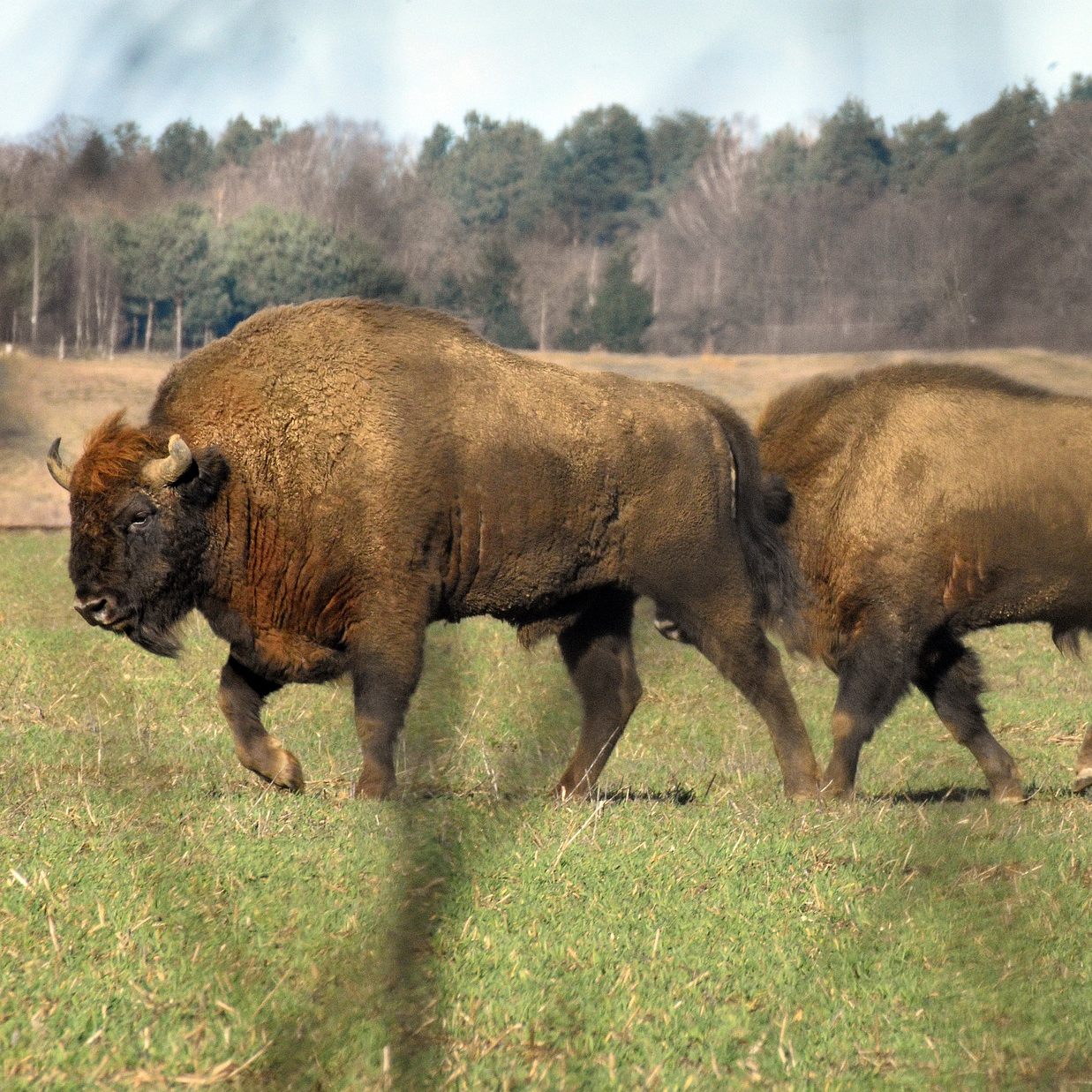 Laut einer Studie ist die Rückkehr von Wisent und Elch in Mitteleuropa und auch nach Österreich nicht ohne Chancen.