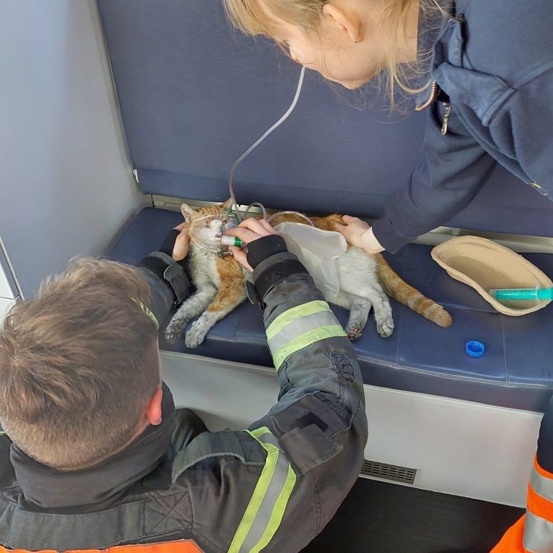 Die Berufsfeuerwehr Wien rettete zwei Katzen vor einem Zimmerbrand in Wien-Landstraße.
