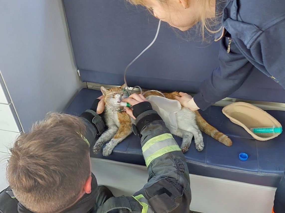 Die Berufsfeuerwehr Wien rettete zwei Katzen vor einem Zimmerbrand in Wien-Landstraße. Die Berufsfeuerwehr Wien rettete zwei Katzen vor einem Zimmerbrand in Wien-Landstraße.