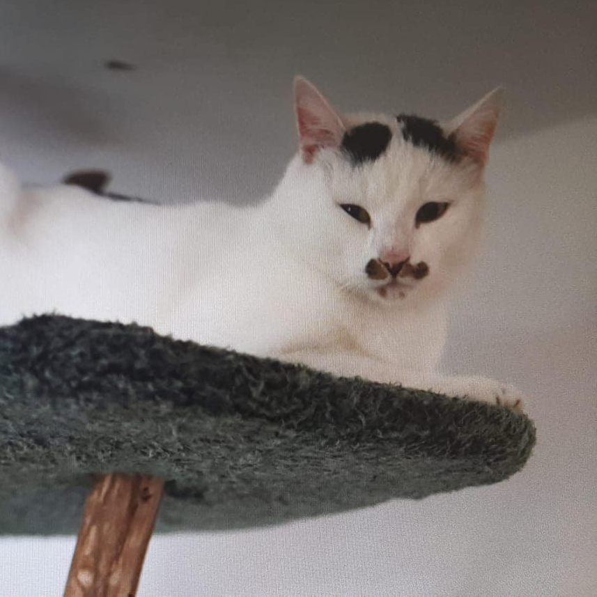 Kater Luke wird vermisst