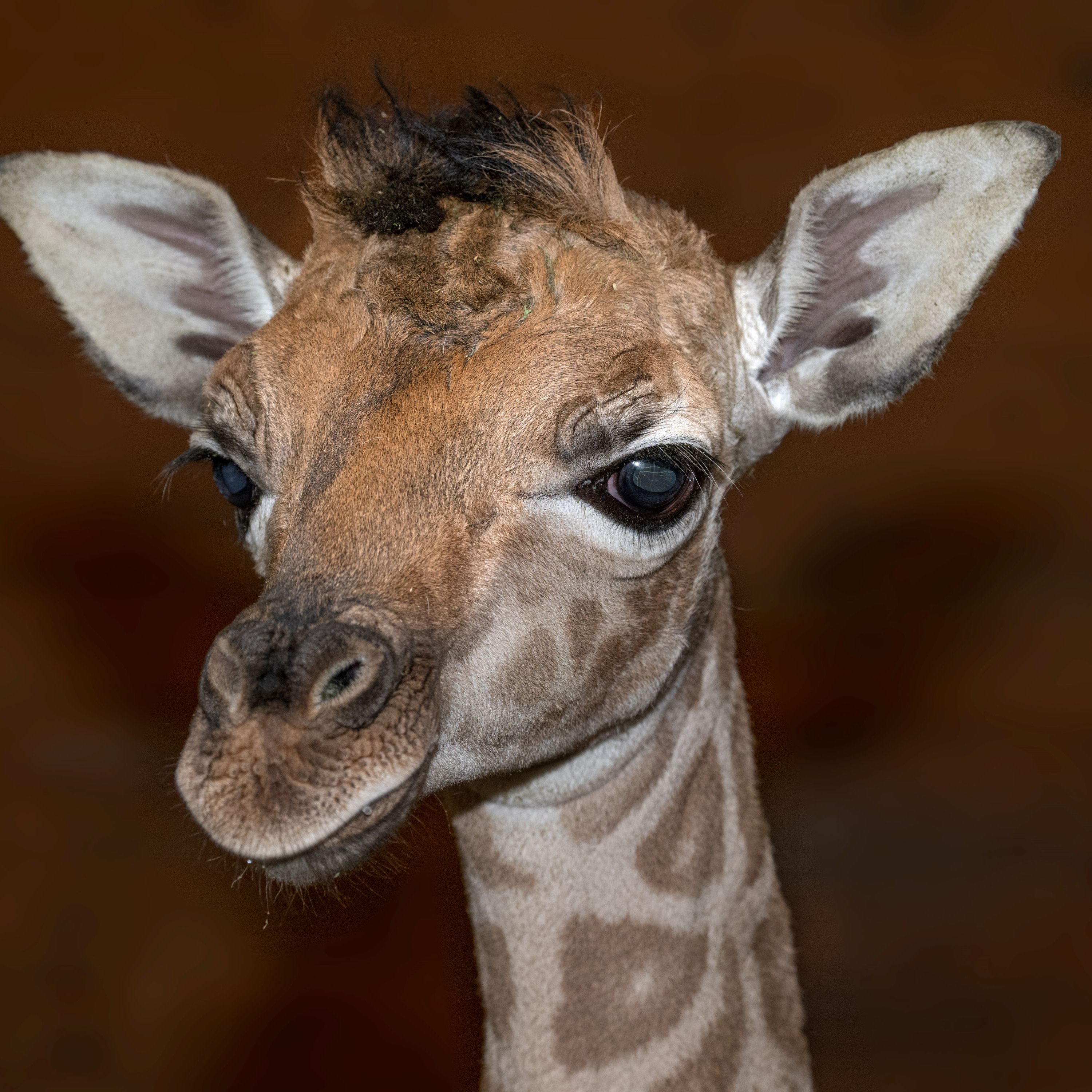 Zoo Schmiding in Oberösterreich: Giraffennachwuchs.