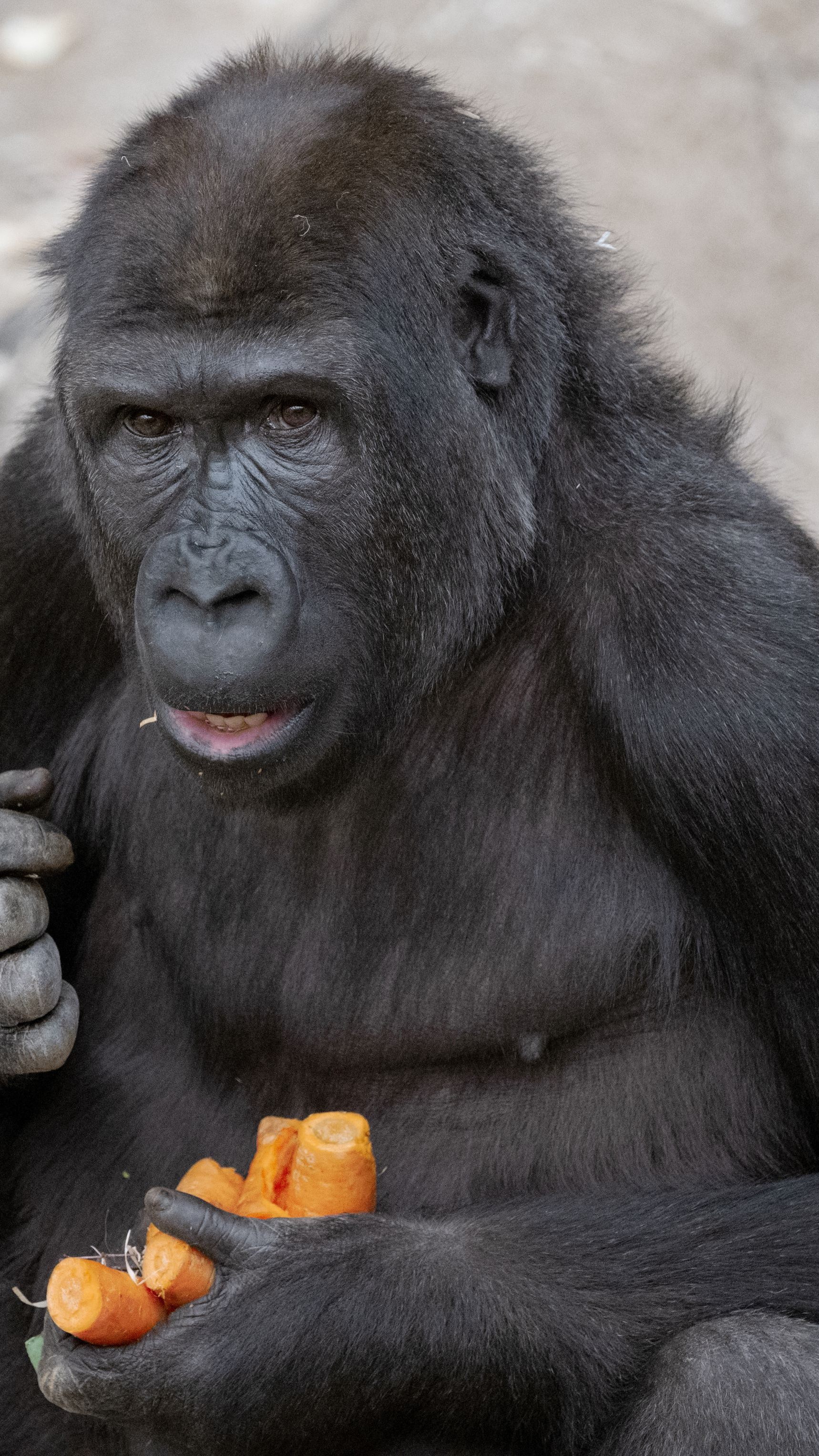 Gorilladame Gaika wurde am Mittwoch neun Jahre alt. Sie feierte im Zoo Schmiding in Oberösterreich ihren Geburtstag.