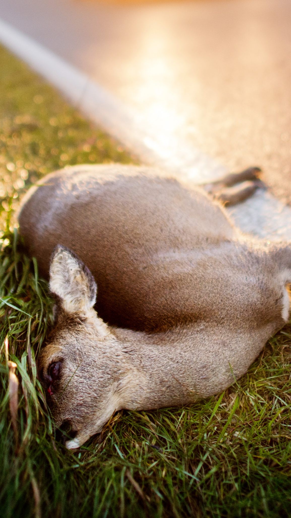 Im Mittelburgenland wurden sechs Kadaver von Wildtieren im Straßengraben entdeckt.