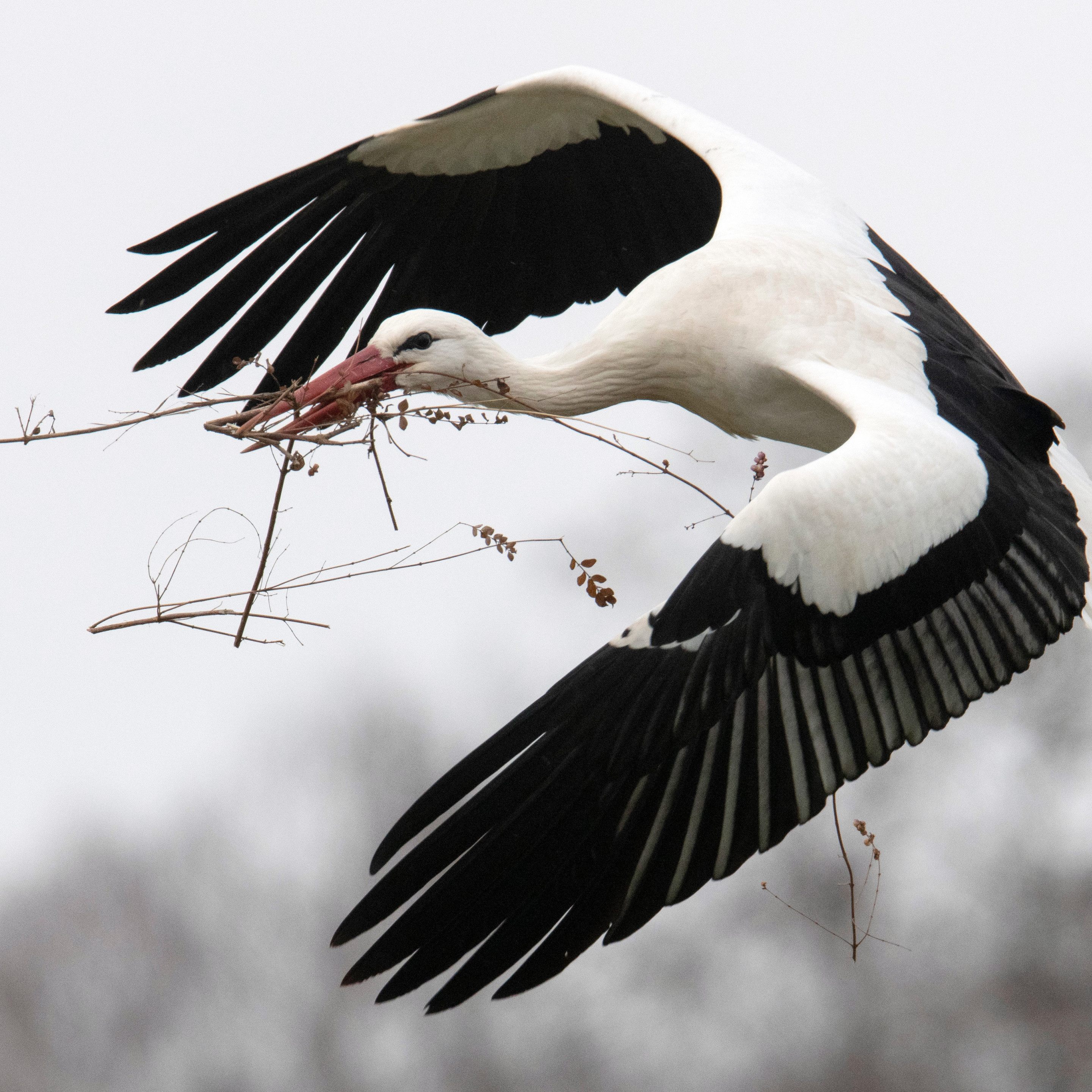 Niederösterreich: Weißstorch in Marchauen gesichtet.