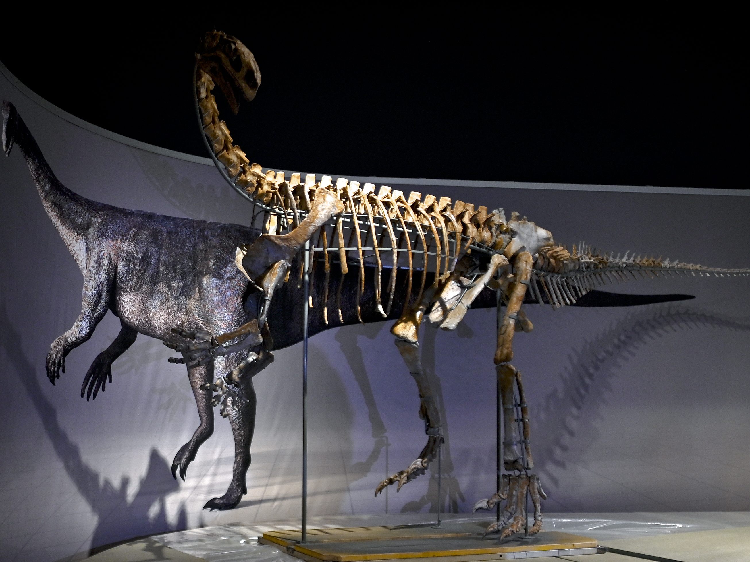 Das NHM Wien stellt seinen größten Dino online. Das NHM Wien stellt seinen größten Dino online.