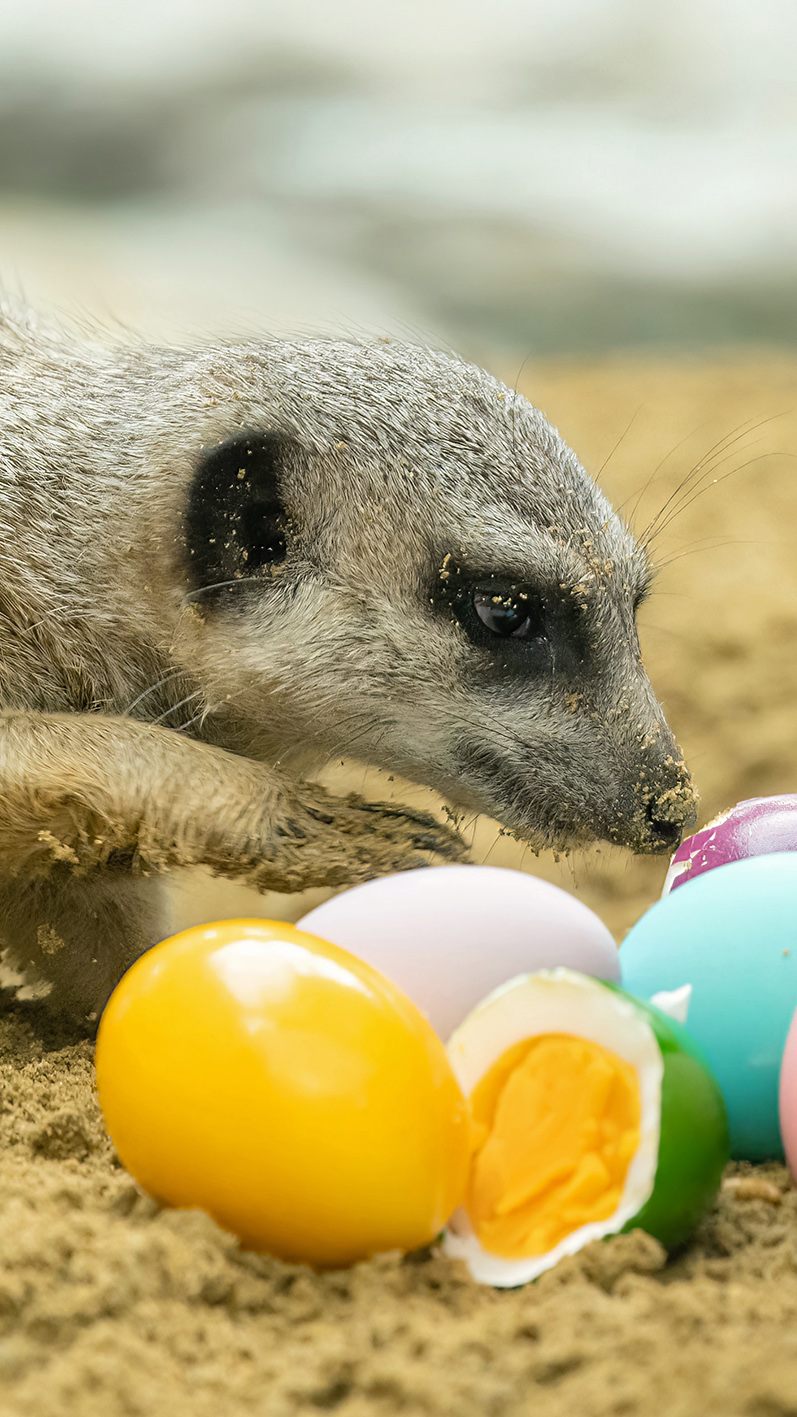 Im Wiener Tiergarten Schönbrunn sind Erdmännchen mit gefärbten Eiern überrascht worden.