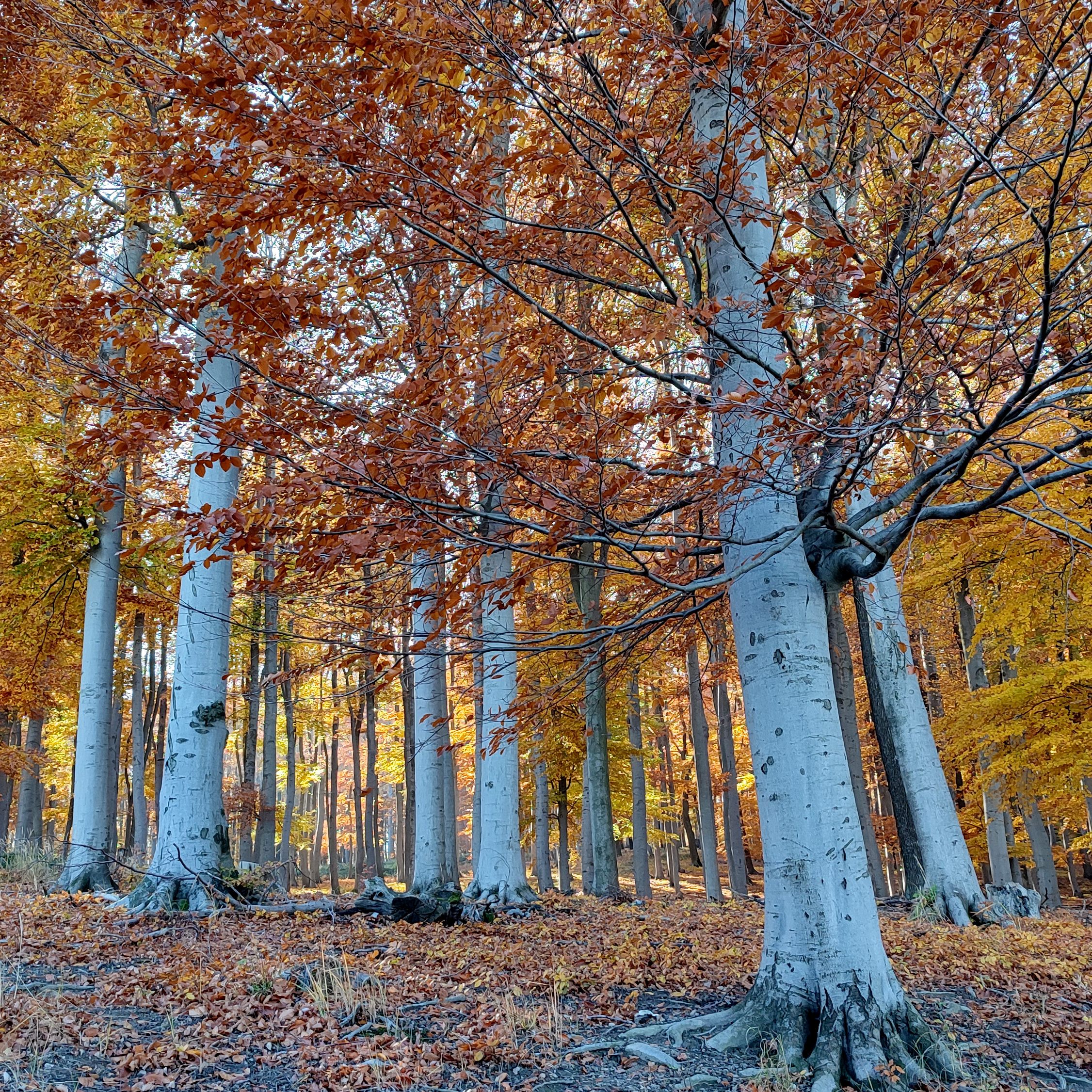 Am 21. März ist Tag des Waldes.