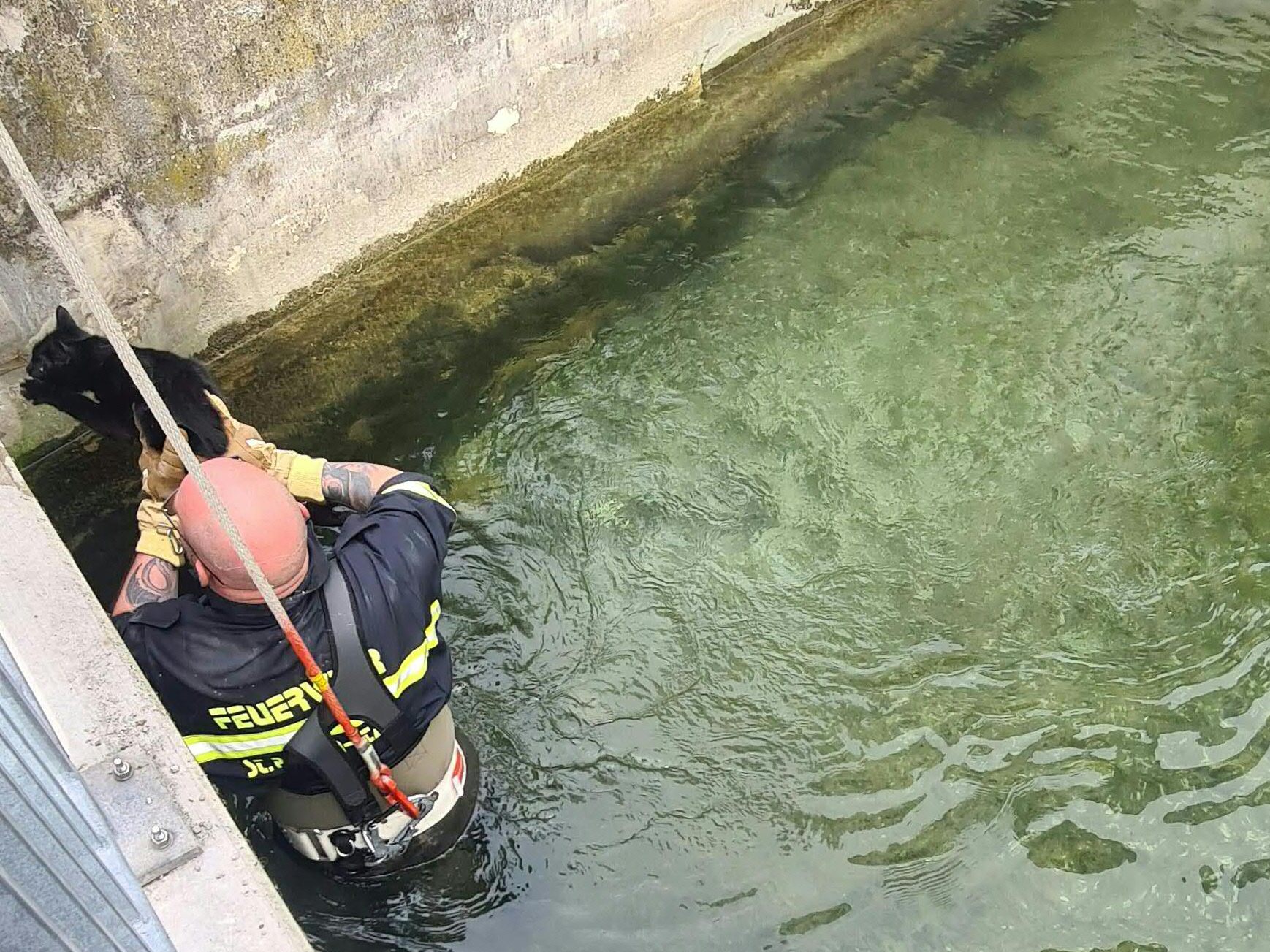 Kater "Jiji" wurde von der Feuerwehr gerettet.