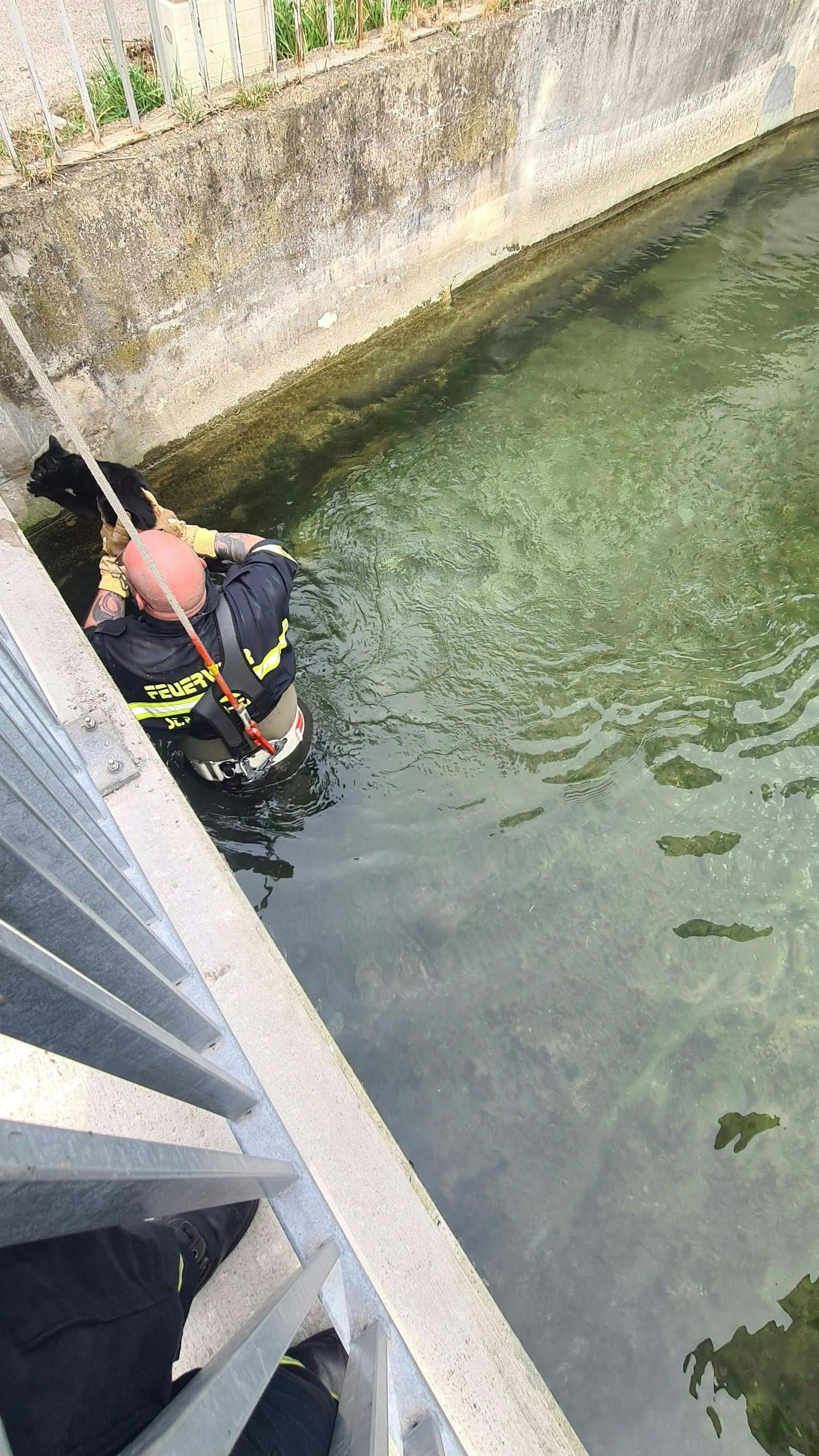 Kater "Jiji" wurde von der Feuerwehr gerettet.