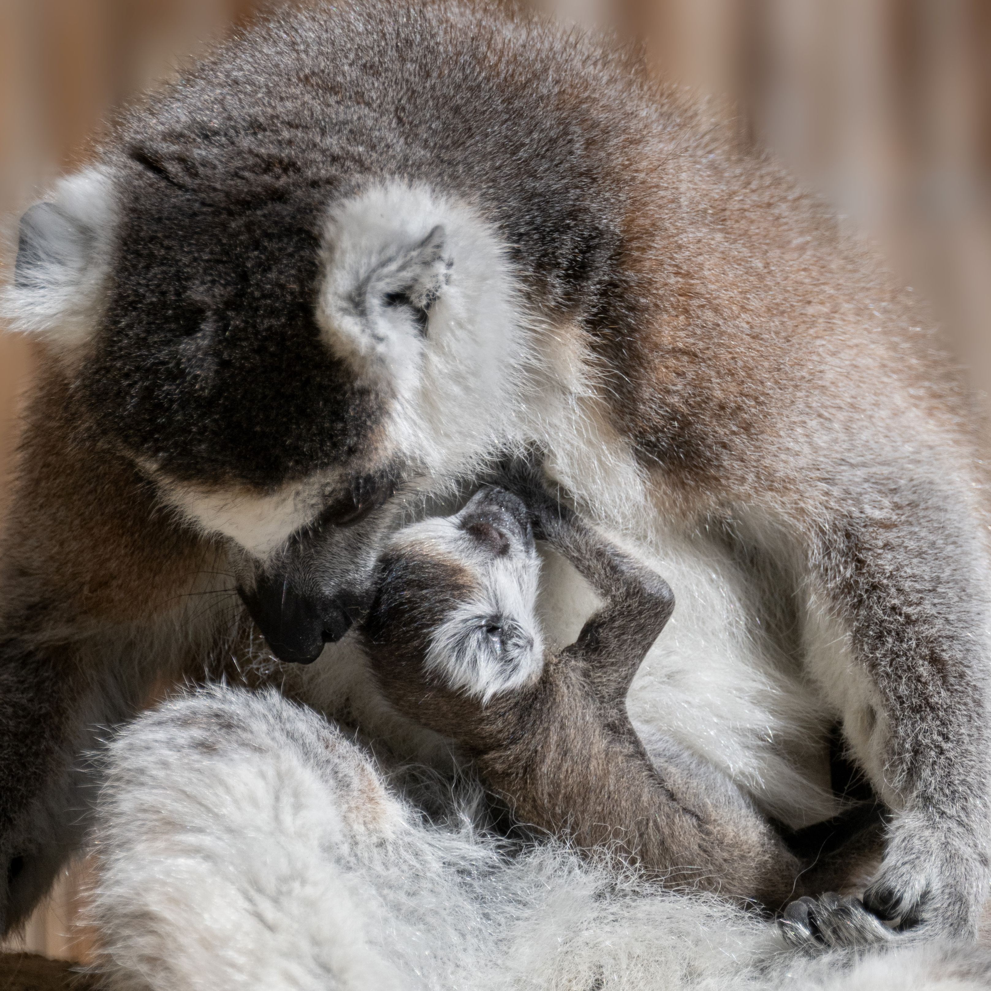 Im Zoo Schmiding gibt es zahlreichen Nachwuchs.
