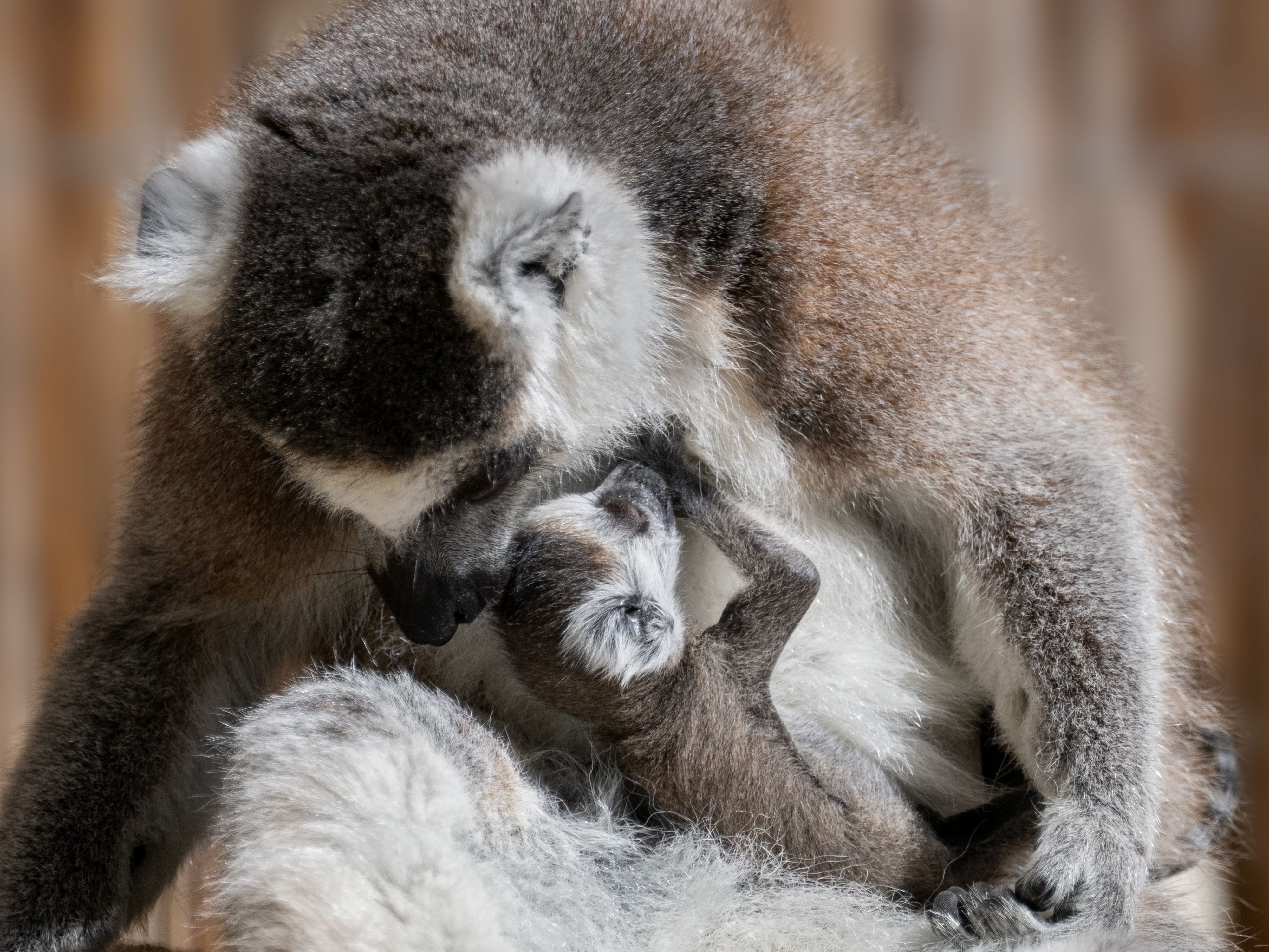 Im Zoo Schmiding gibt es zahlreichen Nachwuchs. Im Zoo Schmiding gibt es zahlreichen Nachwuchs.