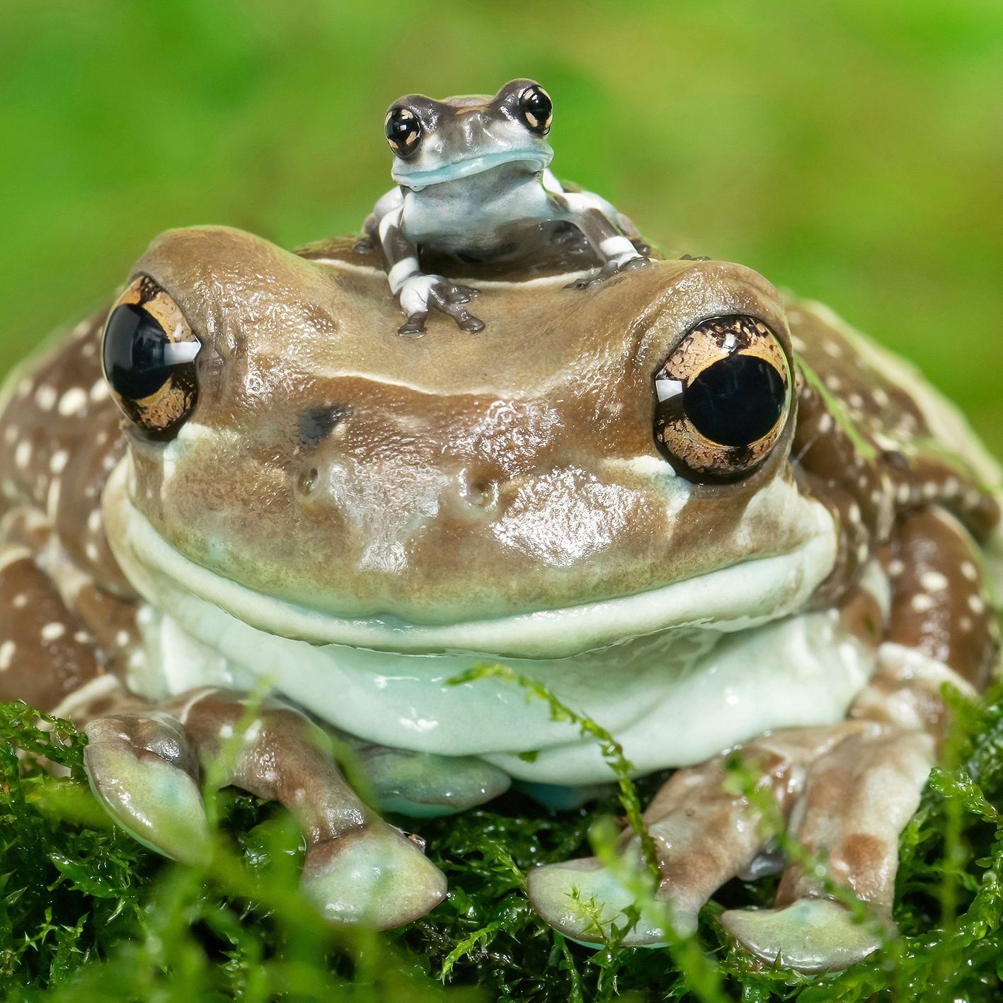 Laut Tiergarten Schönbrunn hat es mit Nachwuchs bei den sogenannten "Krawall-Fröschen" geklappt.