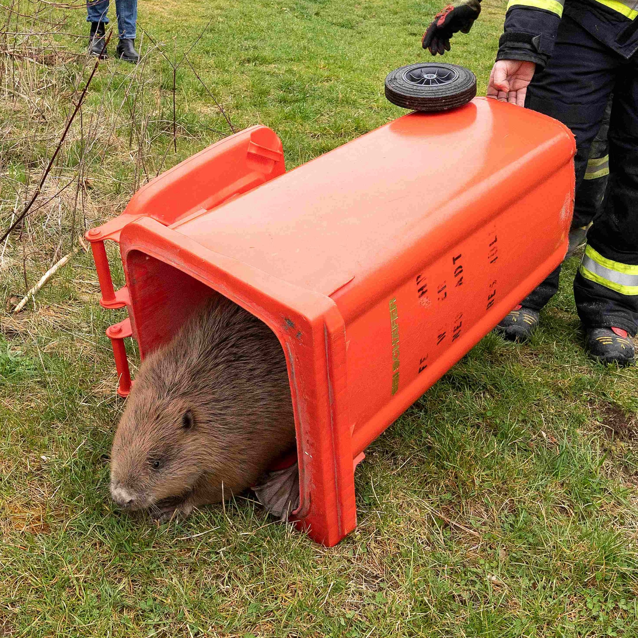 Dieser Biber wurde in Wiener Neustadt vorsichtig umgesiedelt.