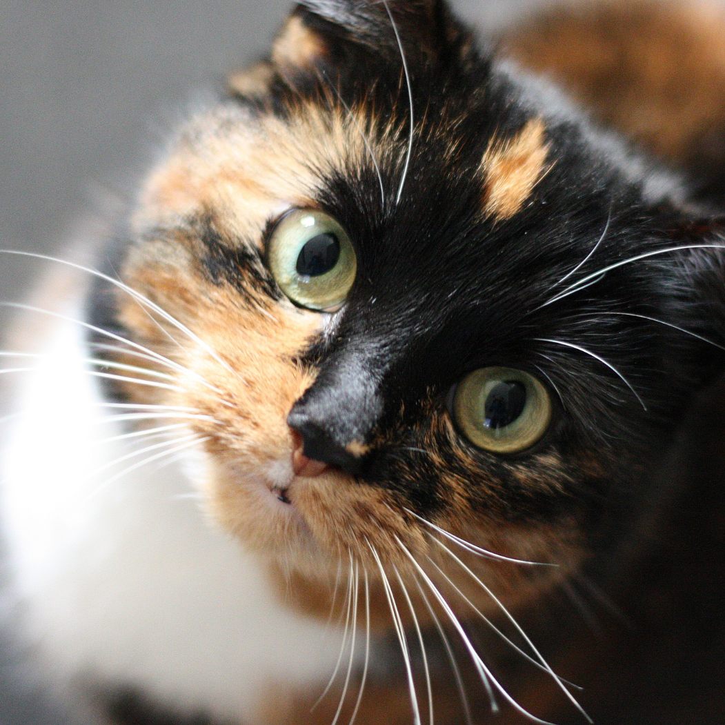 Haben Katzen sieben Leben?