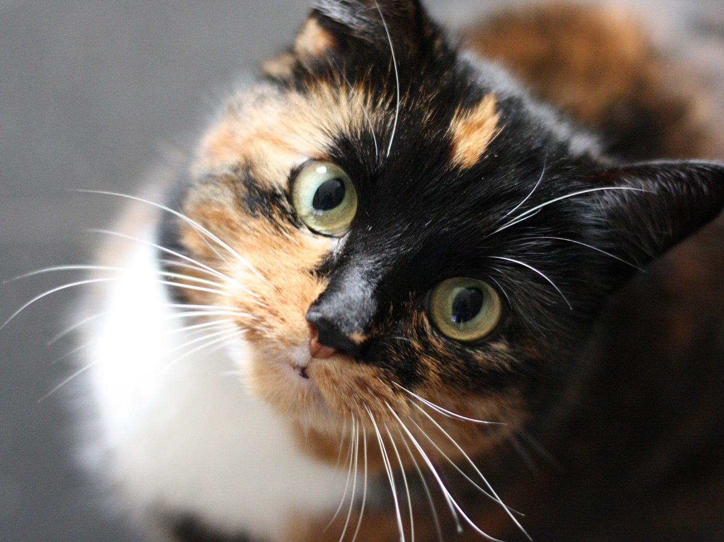 Haben Katzen sieben Leben? Haben Katzen sieben Leben?