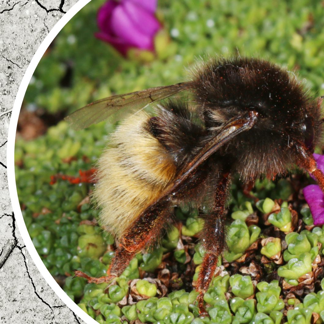 Wildbienen sind durch den Klimawandel massiv bedroht.