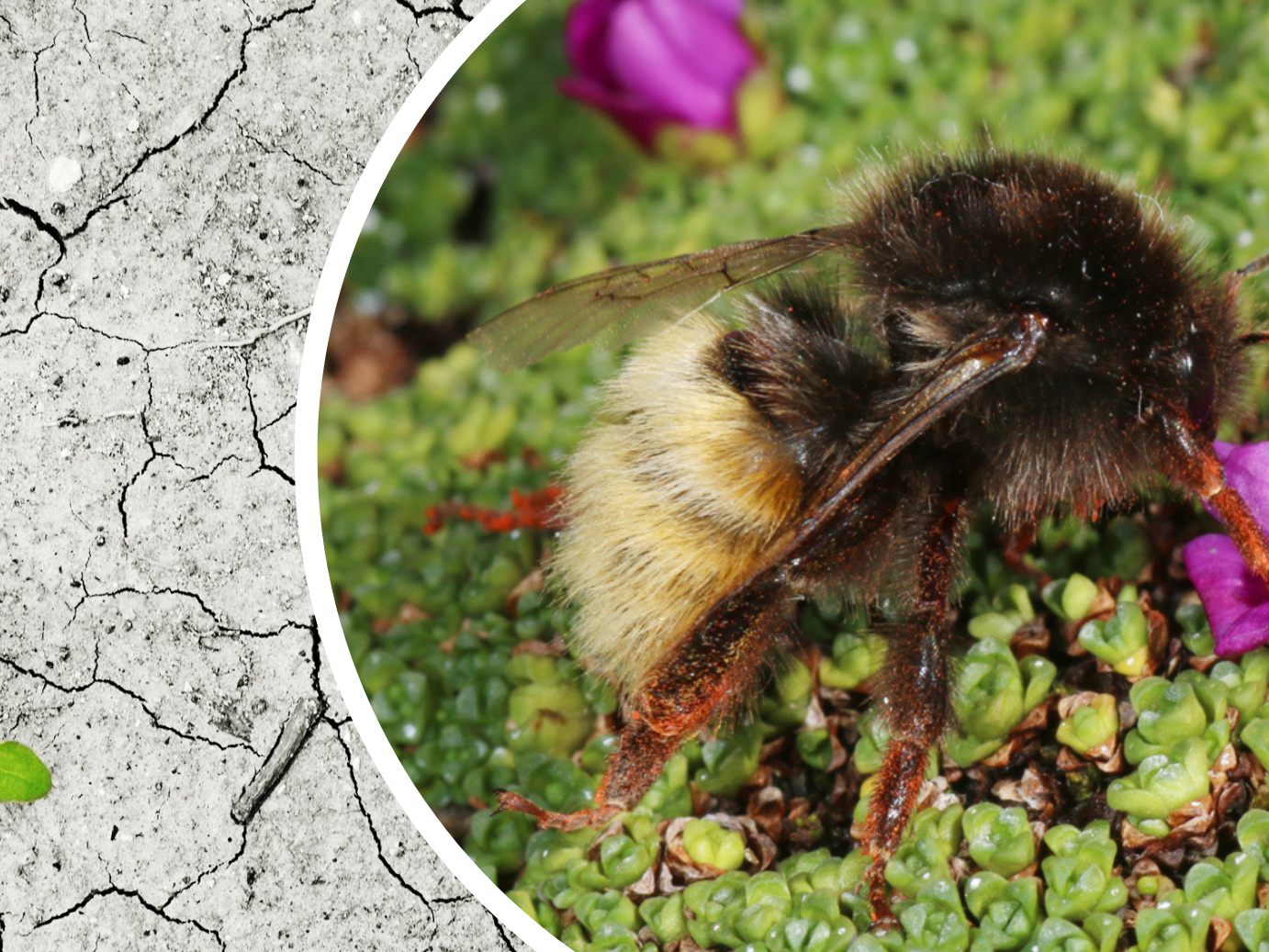 Wildbienen sind durch den Klimawandel massiv bedroht. Wildbienen sind durch den Klimawandel massiv bedroht.