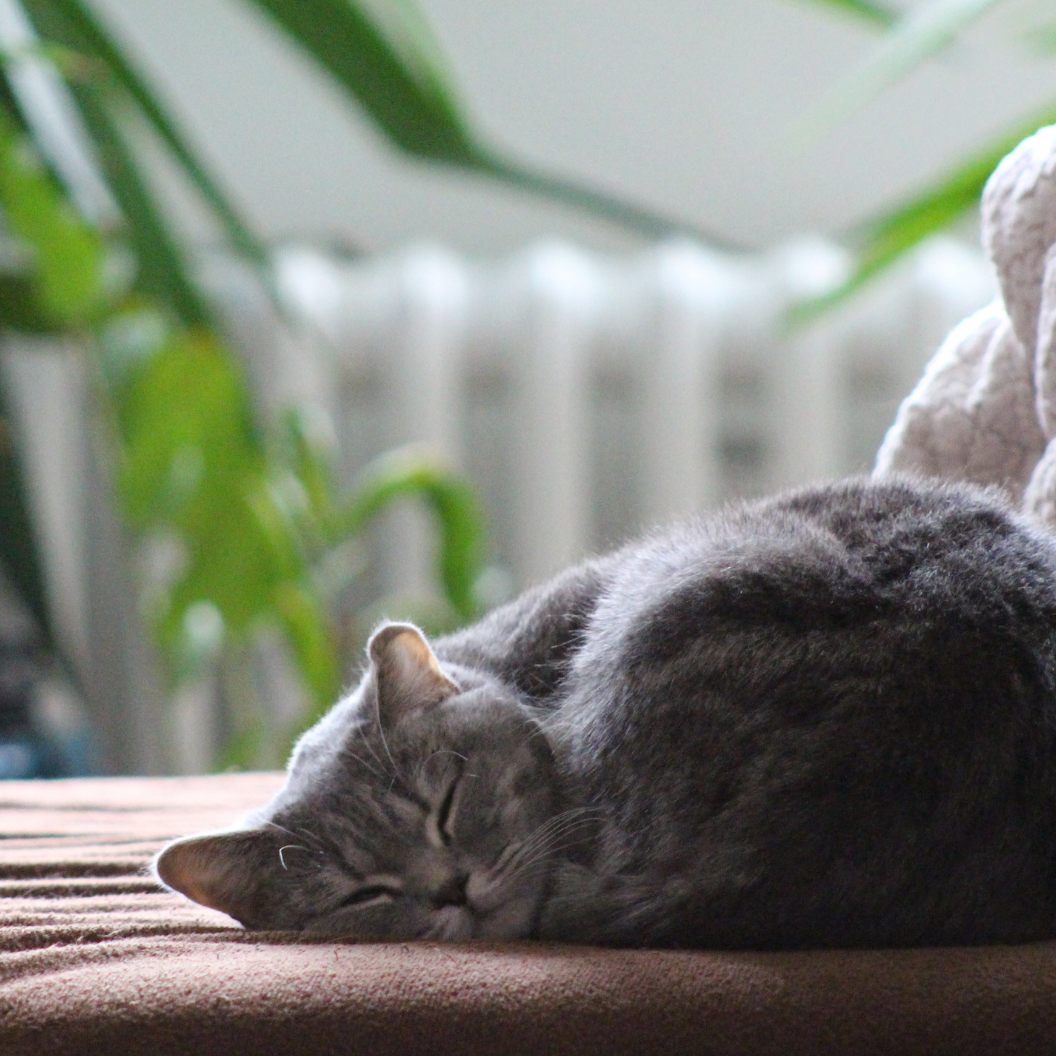 Katzen suchen sich ihren Schlafplatz am liebsten selbst aus.