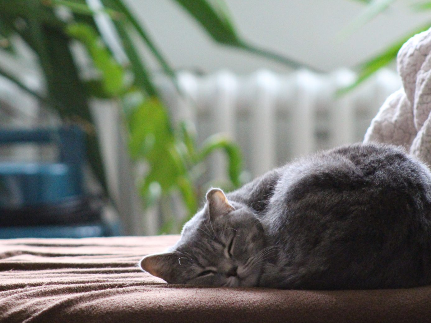 Katzen suchen sich ihren Schlafplatz am liebsten selbst aus. Katzen suchen sich ihren Schlafplatz am liebsten selbst aus.