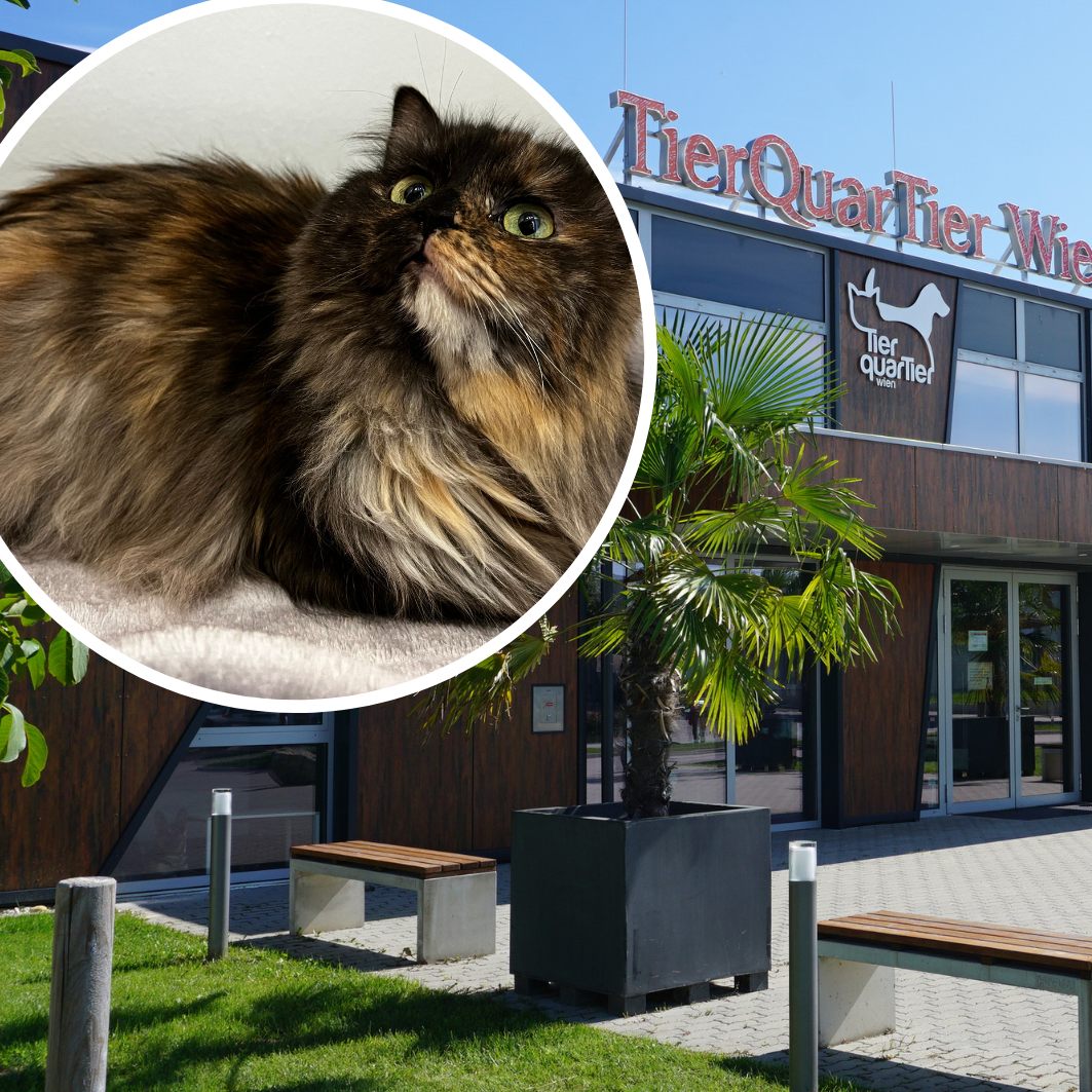 Anna Putz gab im VIENNA.at-Podcast spannende Einblicke in die Aufgabenwelt des TierQuarTier Wiens.