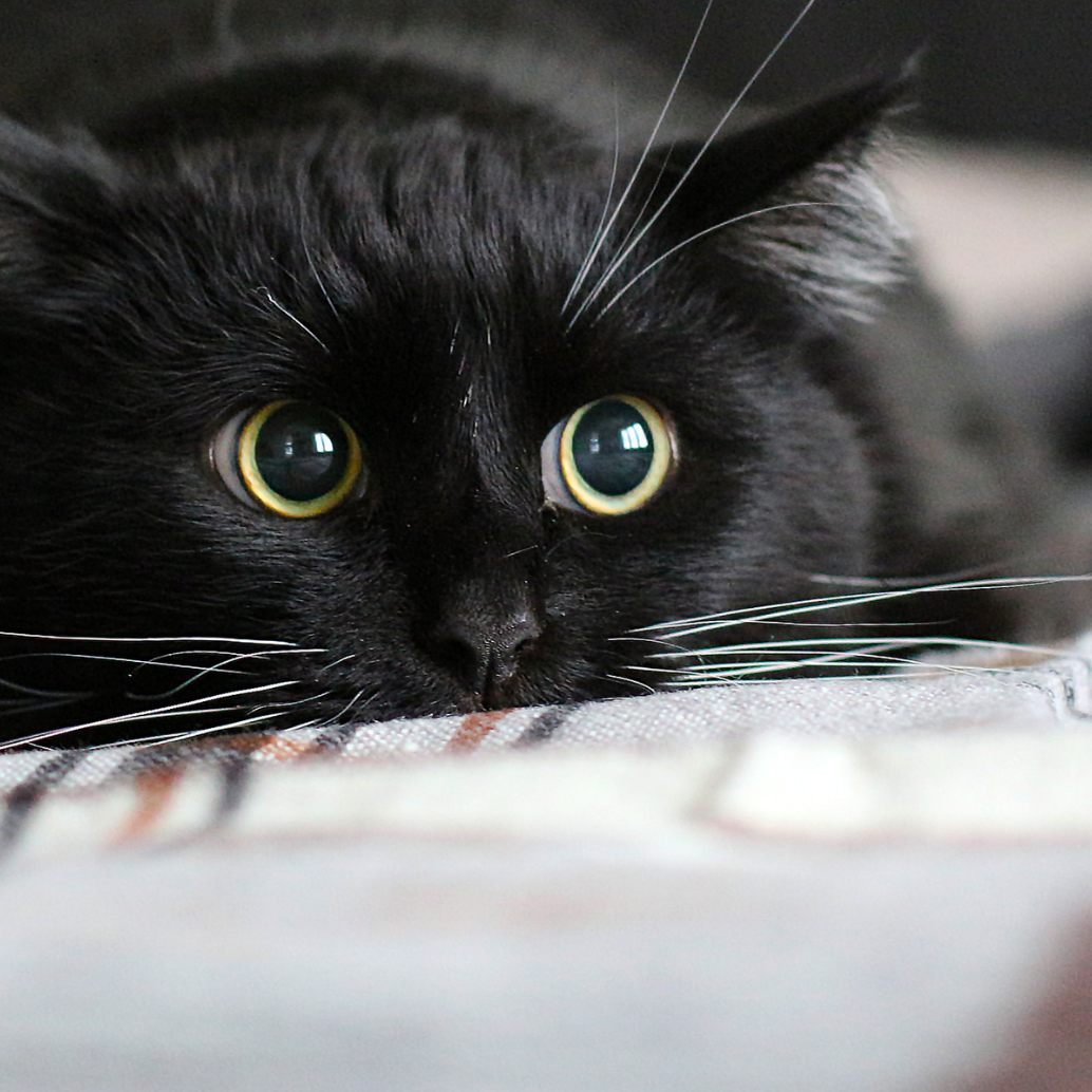 Das sind zehn merkwürdige Eigenschaften von Katzen.