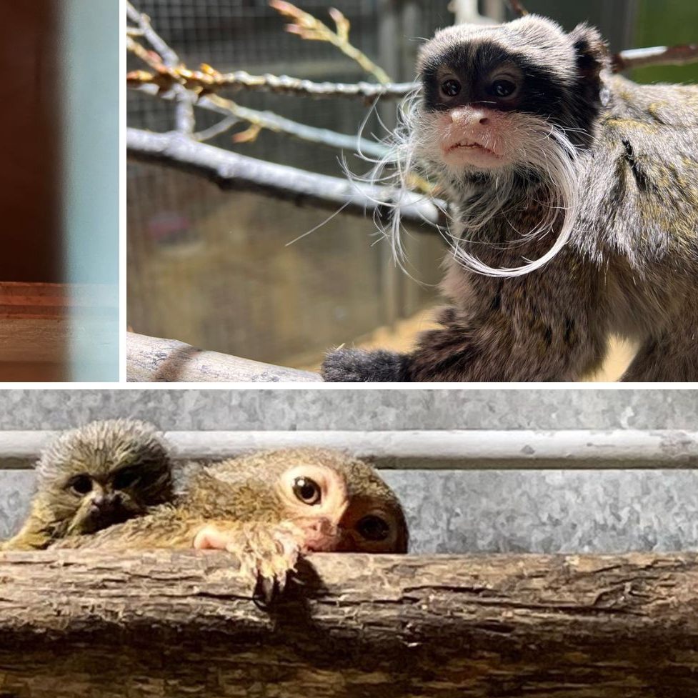 Ein Pärchen der 13 vom Zoll am Wiener Flughafen beschlagnahmten Affen hat zwei Jungtiere bekommen.