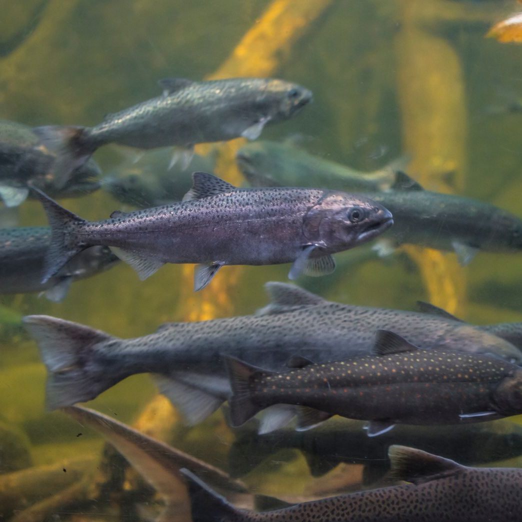 Laut einer Studie sind die Donaulachse stark vom Aussterben bedroht.