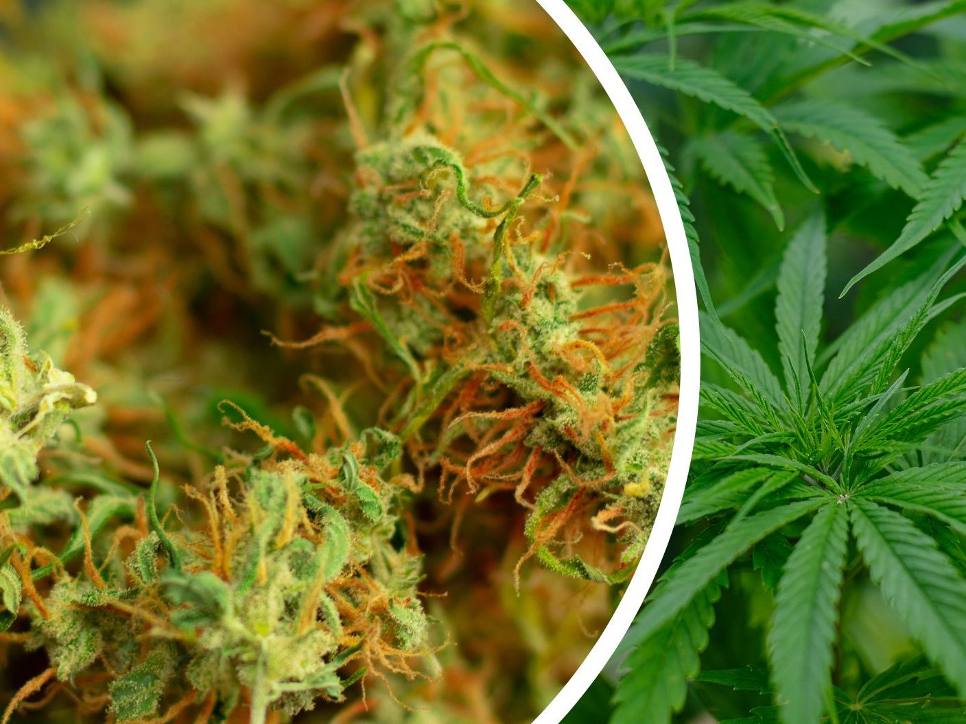 Hexahydrocannabinol (HHC) wurde in Österreich als psychoaktive Substanz eingestuft.