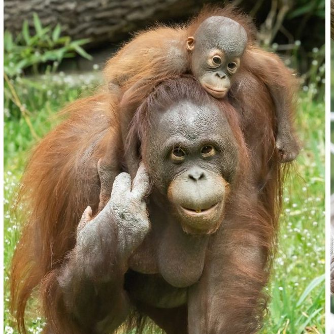 Die Orang-Utans im Wiener Tiergarten Schönbrunn genießen den Frühling und das milde Wetter.