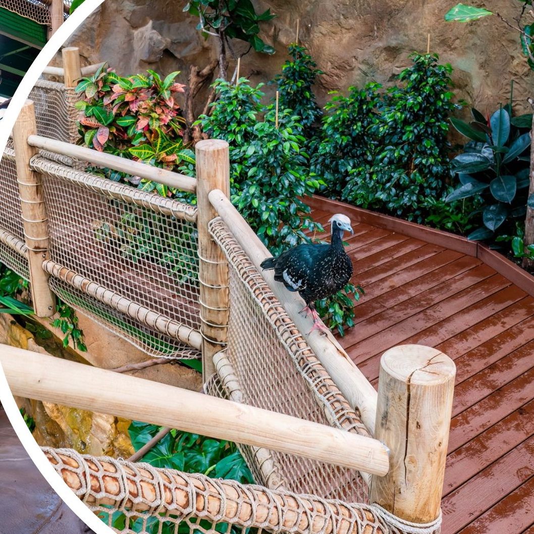 Das Tropenhaus im Wiener Haus des Meeres eröffnet wieder.